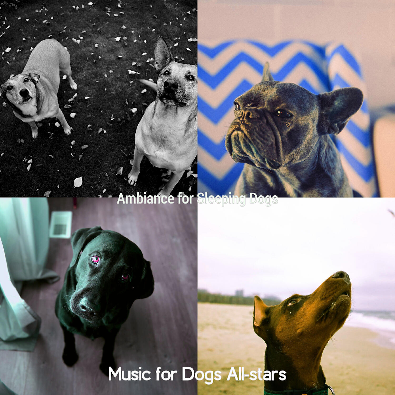 Music for Dogs All-stars - Carefree Jazz Guitar Trio - Vibe for Dogs