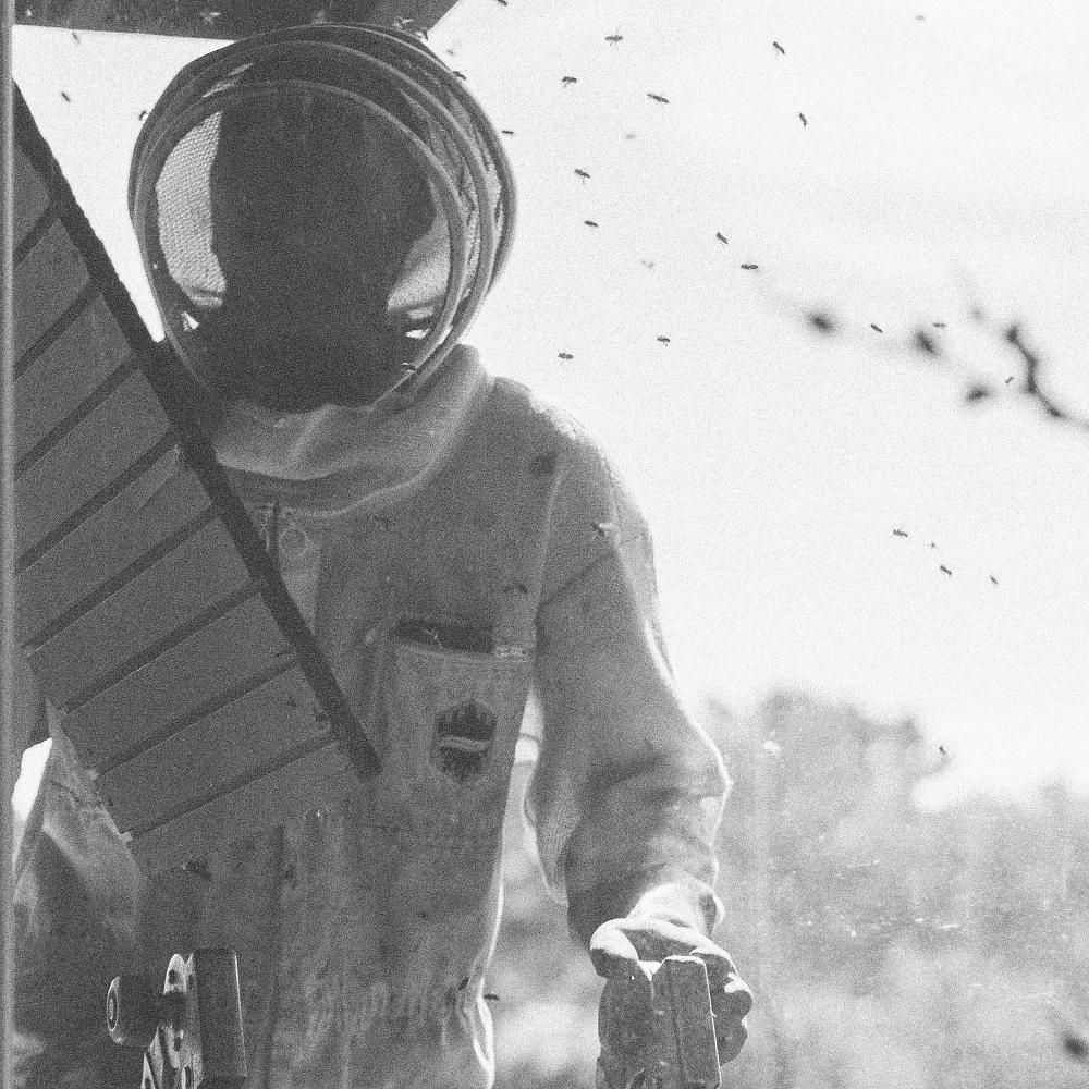 Постер альбома The Bees Came Back