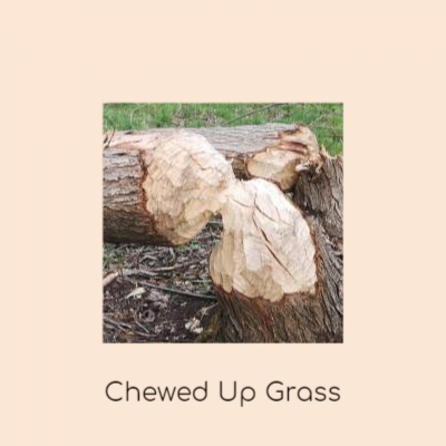 Постер альбома Chewed up Grass