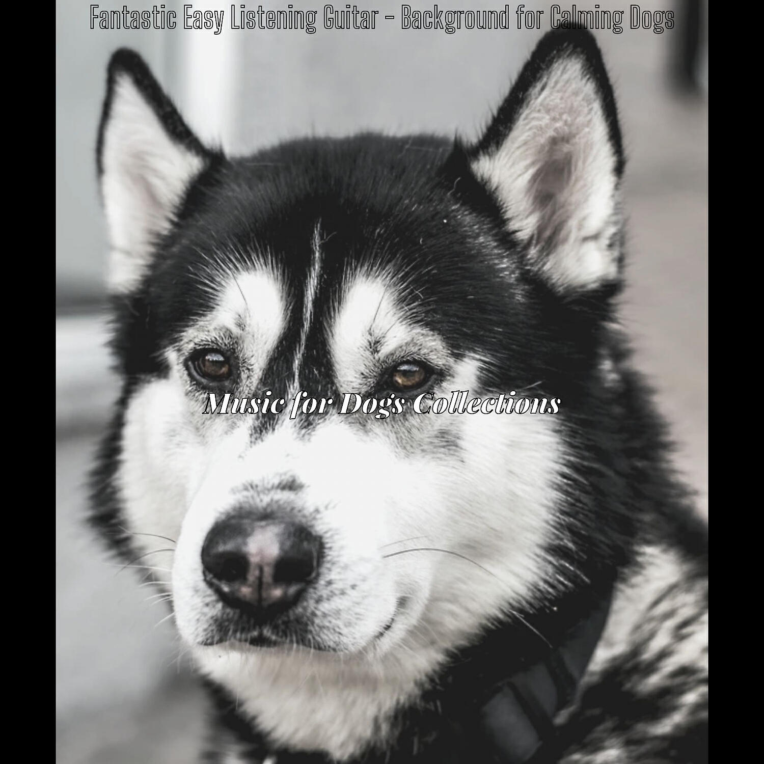 Music for Dogs Collections - Extraordinary Moods for Doggy Training
