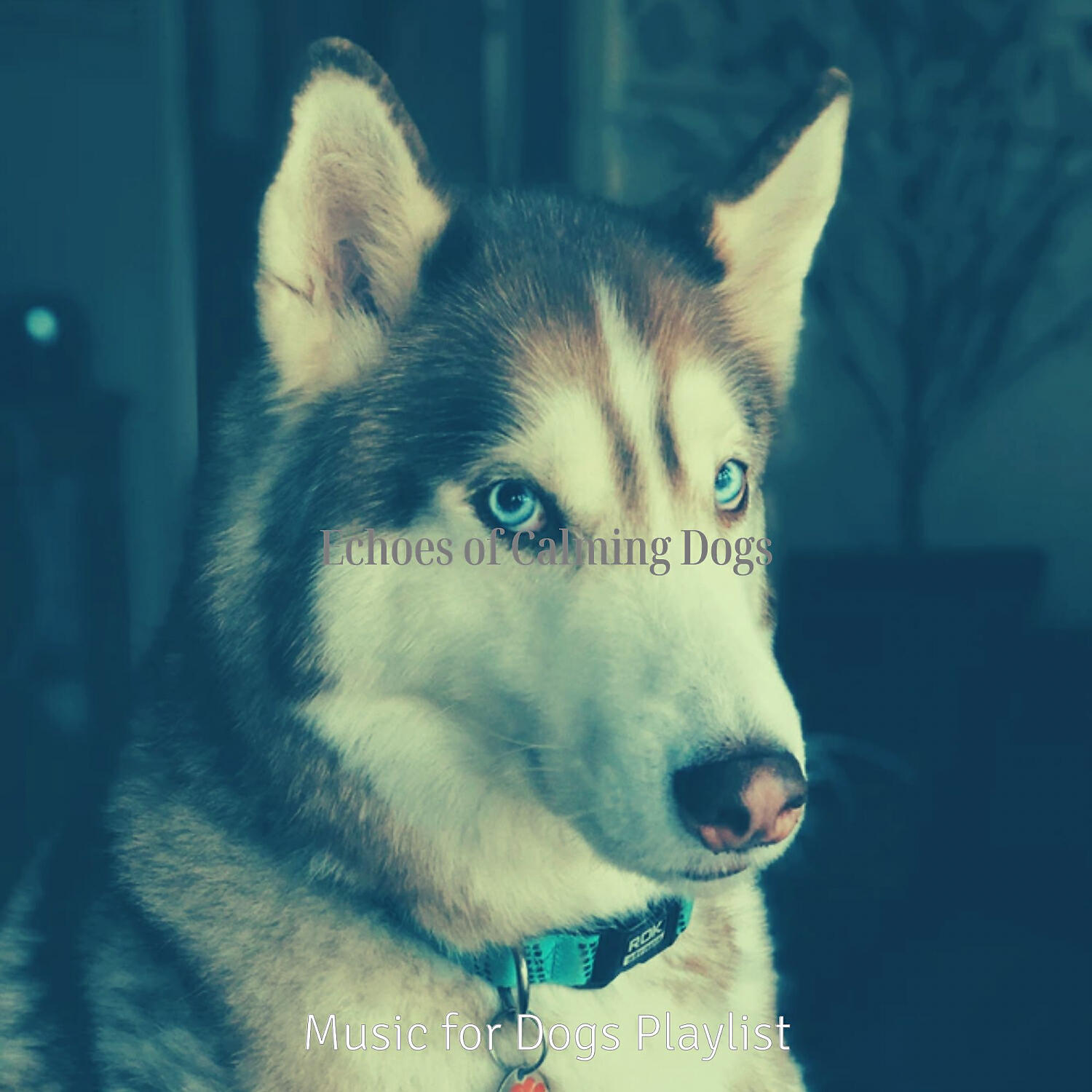Music for Dogs Playlist - Breathtaking Music for Calming Dogs