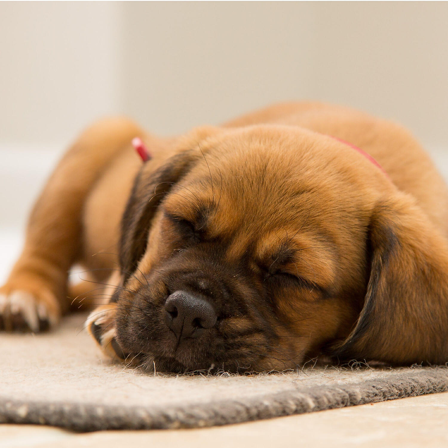 Dog Music - Music for Dogs and Cats and Sleep Music, Pt. 4
