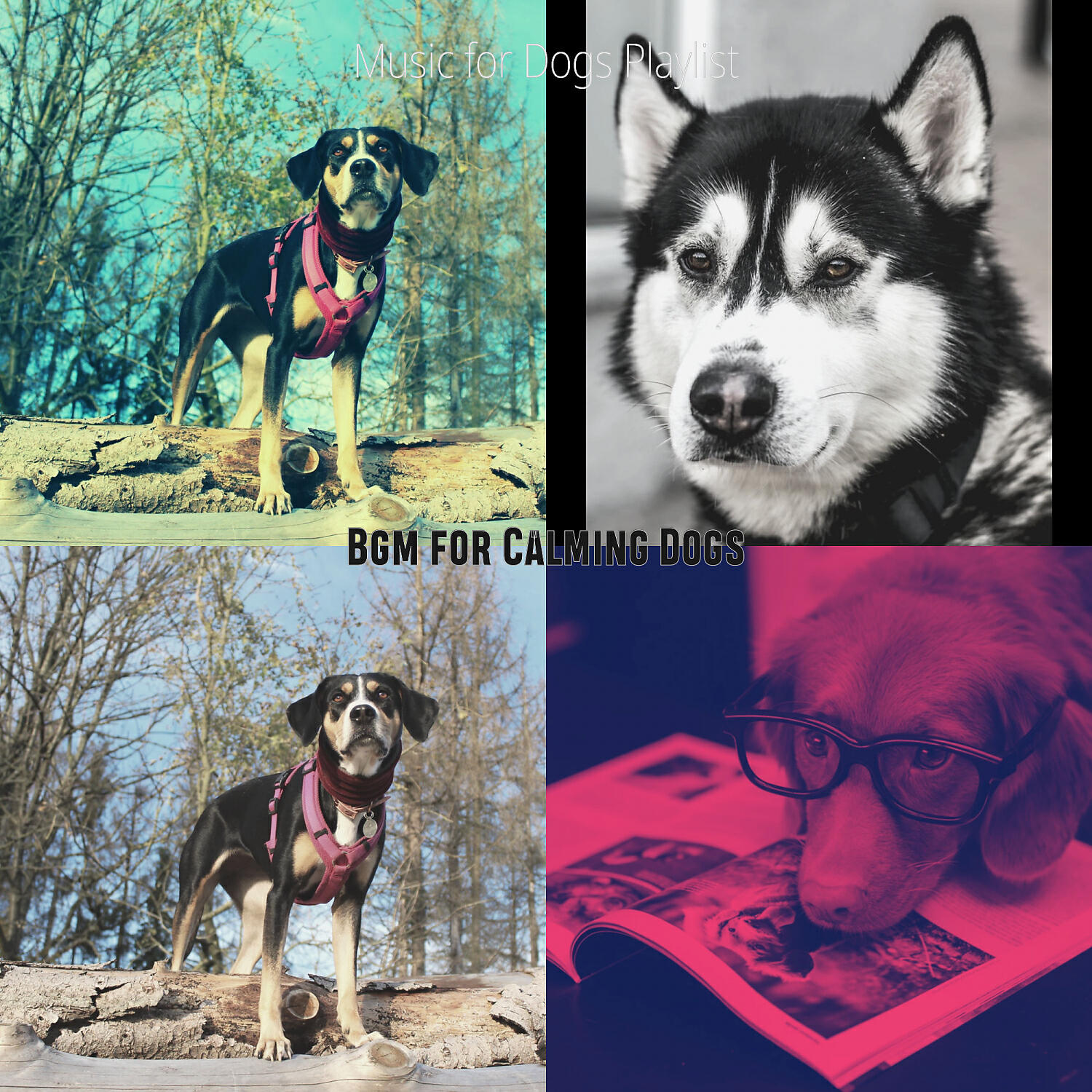 Music for Dogs Playlist - Fabulous Moods for Walking the Dog