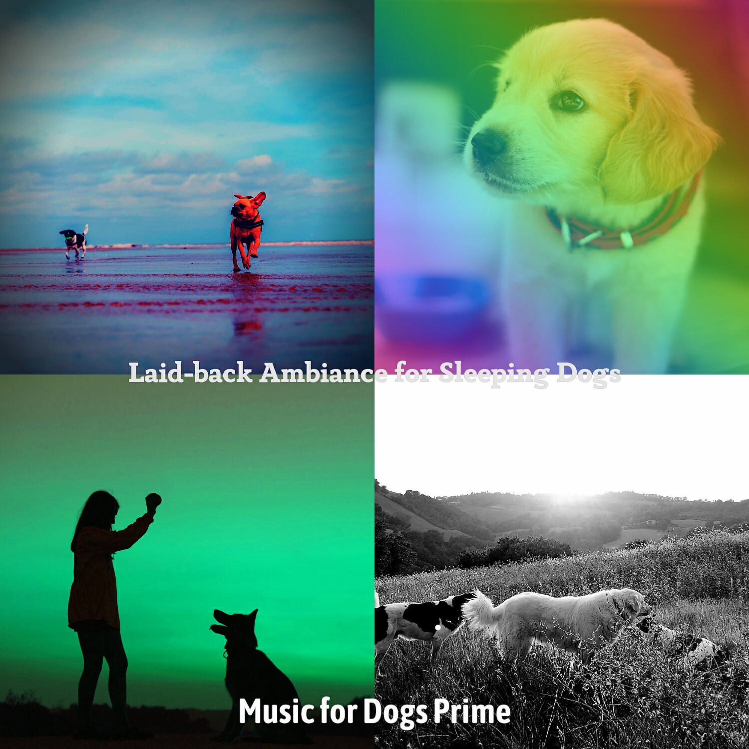 Music for Dogs Prime - Vivacious Jazz Guitar Trio - Vibe for Dogs