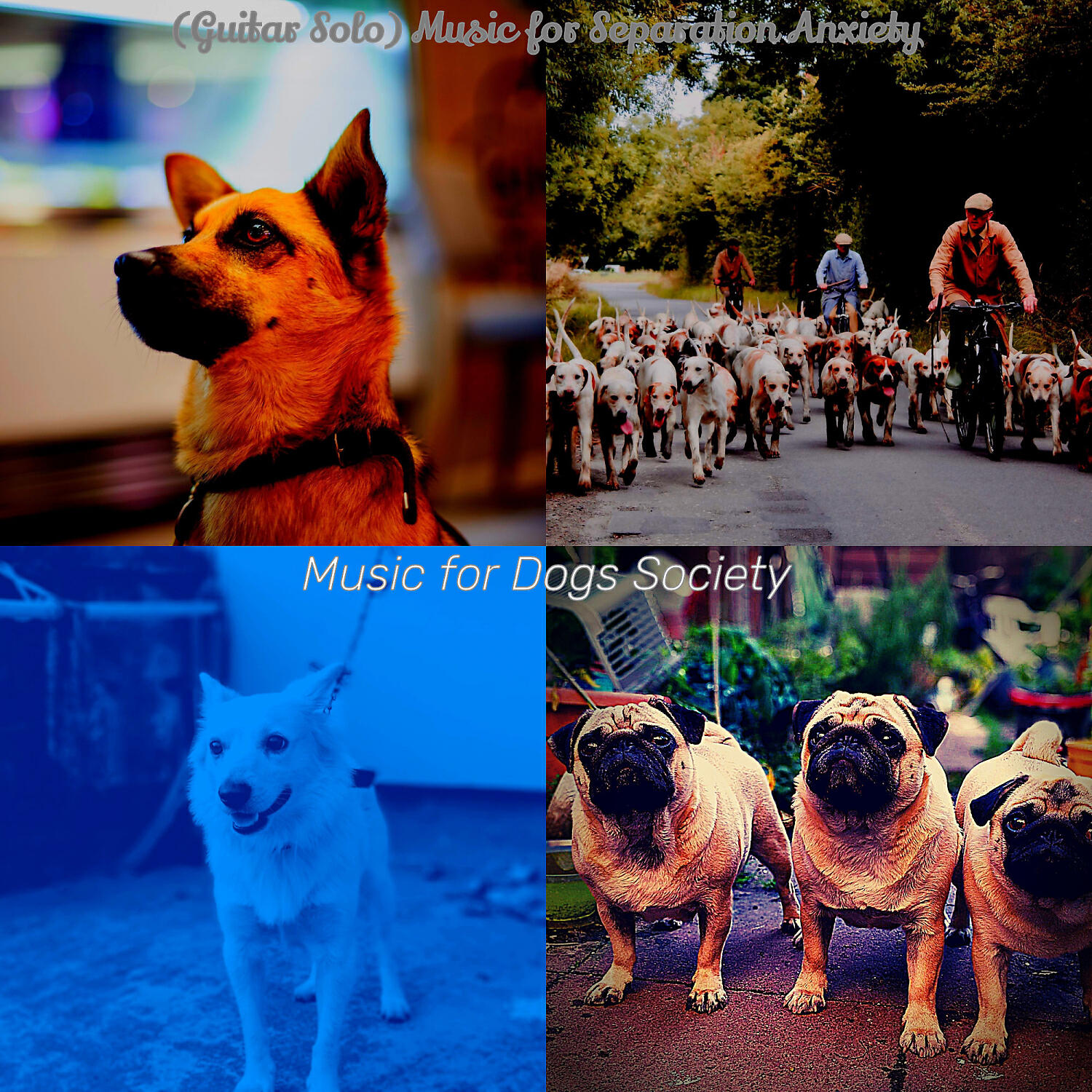 Music for Dogs Society - Trio Jazz Soundtrack for Separation Anxiety