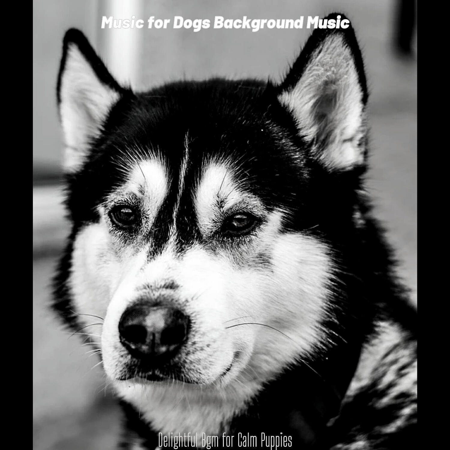 Music for Dogs Background Music - Easy Listening Acoustic Guitar Soundtrack for Relaxing Pups