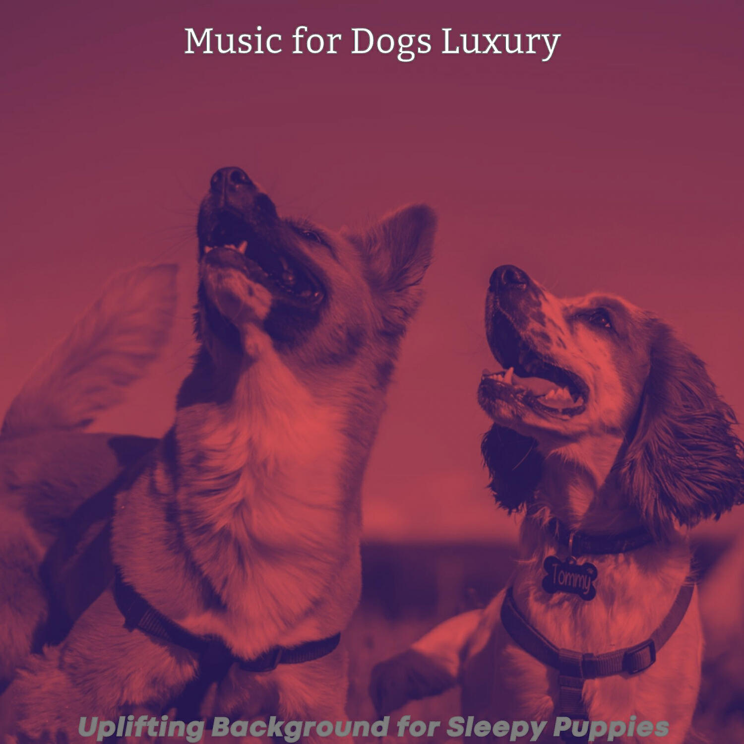 Music for Dogs Luxury - Outstanding Guitar Solos - Vibe for Walking the Dog