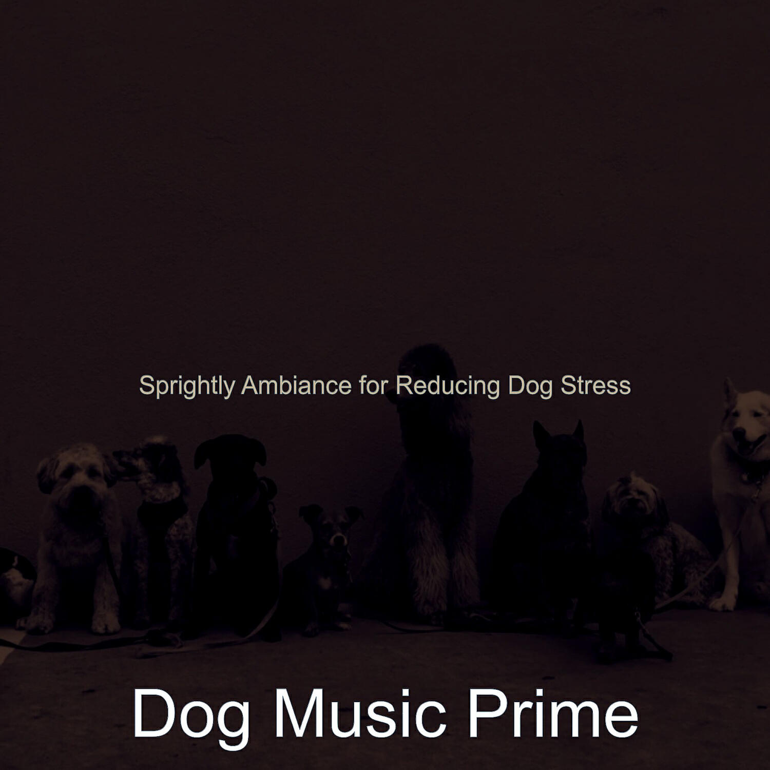 Dog Music Prime - Mellow Solo Piano Jazz - Vibe for Doggy Training