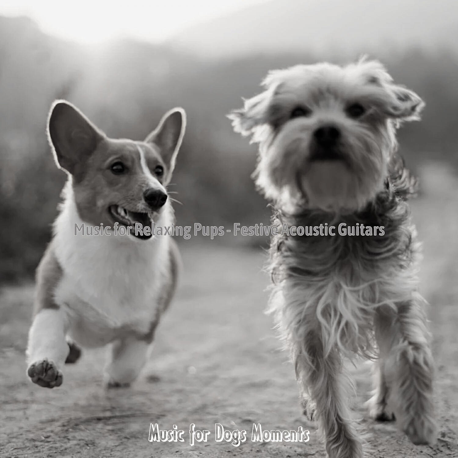 Music for Dogs Moments - Festive Music for Doggy Training