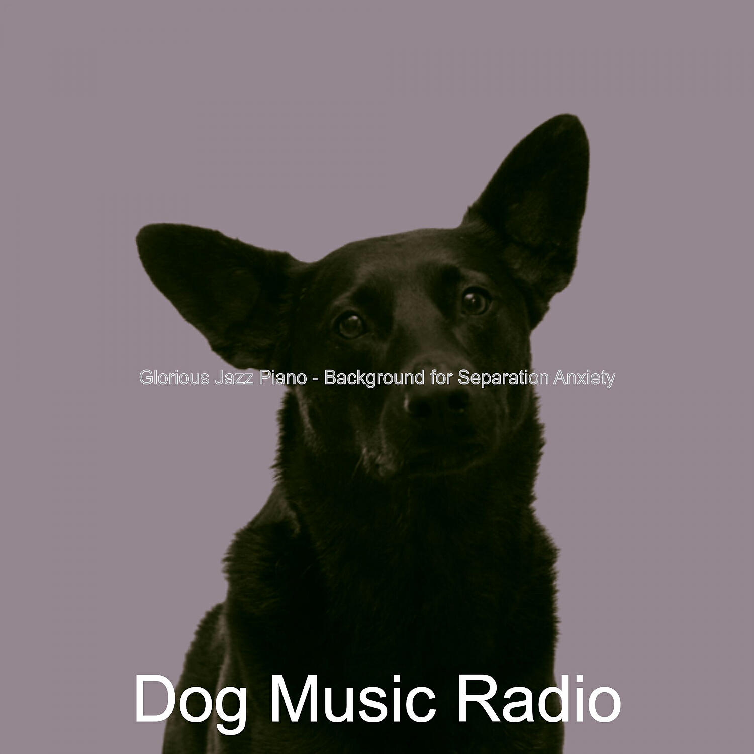 Dog Music Radio - Delightful Solo Piano Jazz - Vibe for Resting Dogs