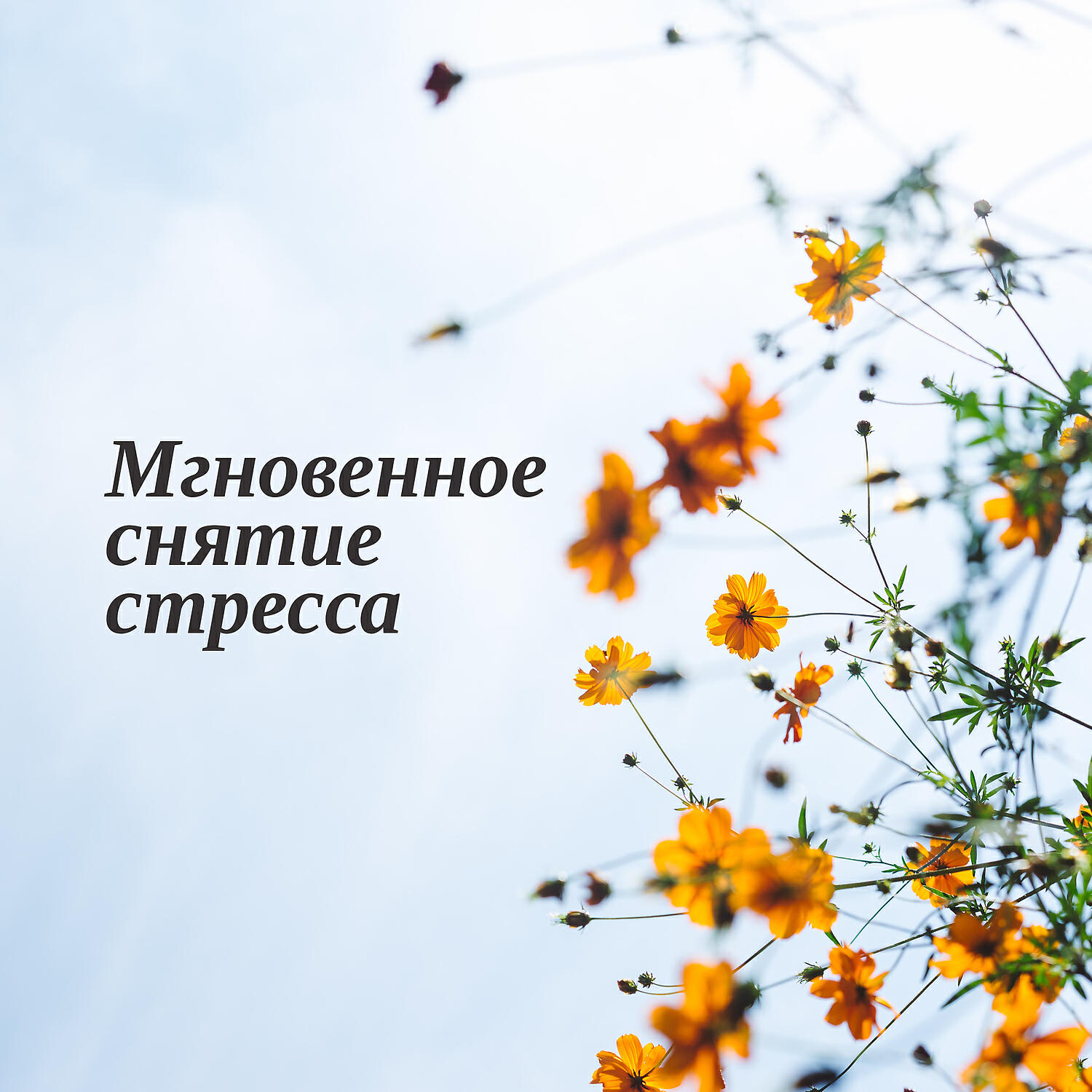 Stress Relief Calm Oasis - Стимуляция мозга