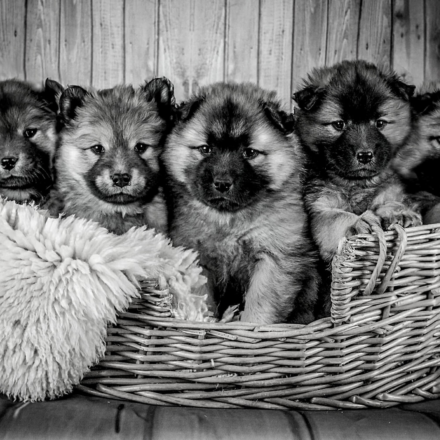Piano Music for Dogs Vintage - Cultivated Ambience for Relaxing Pups