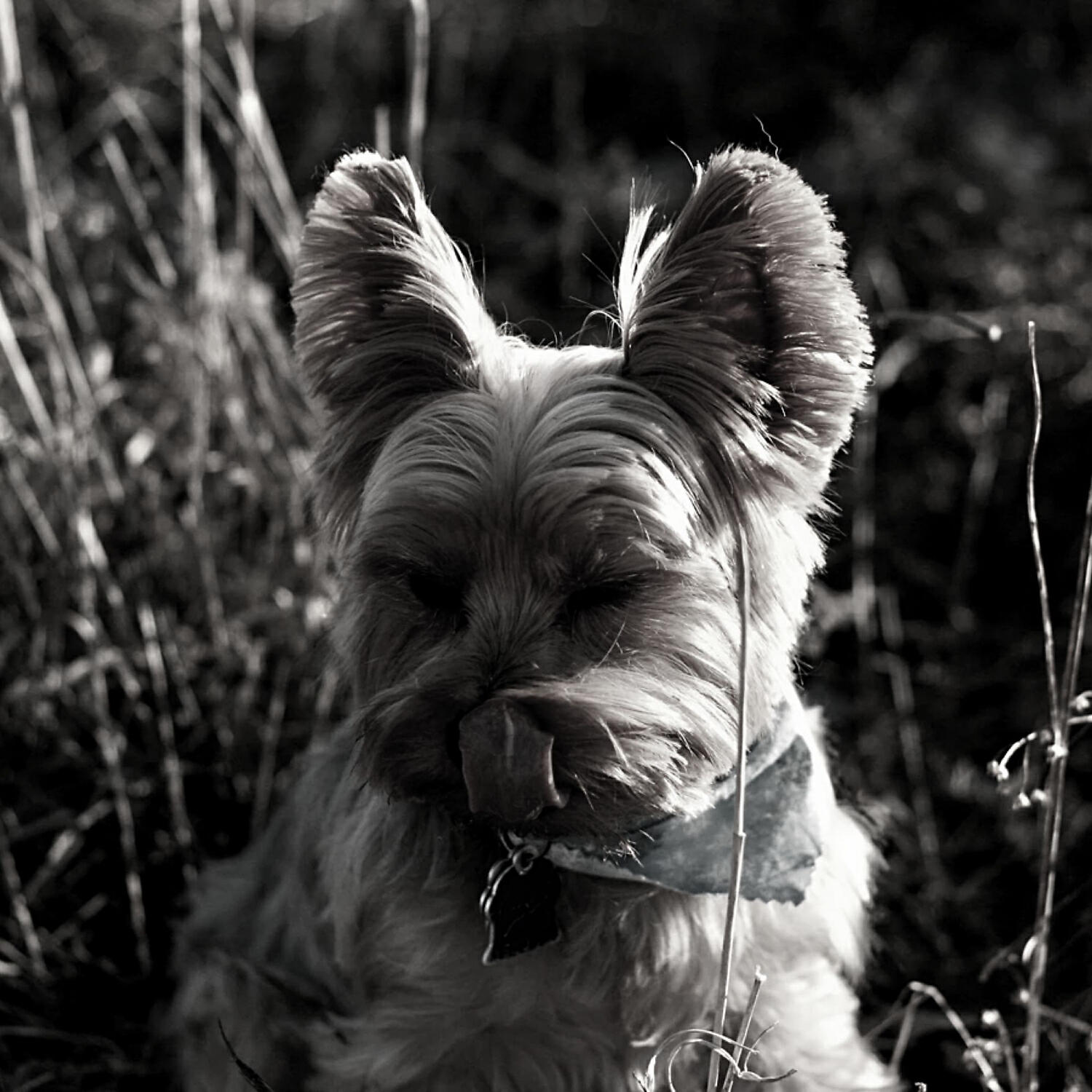 Brilliant Piano Music for Dogs - Sunny Solo Piano Jazz - Vibe for Sleepy Dogs