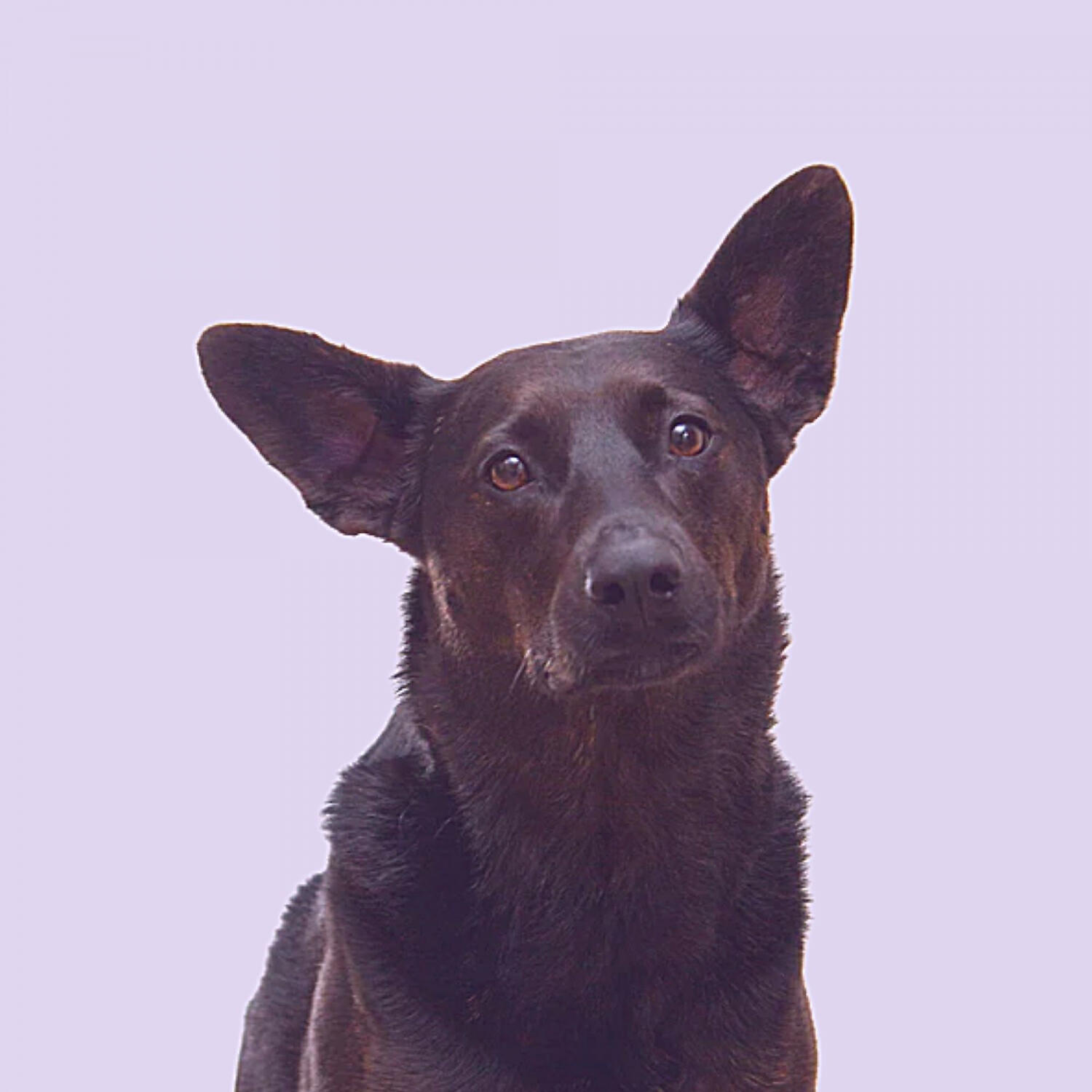 Piano Music for Dogs Luxury - Deluxe Backdrops for Sleepy Dogs