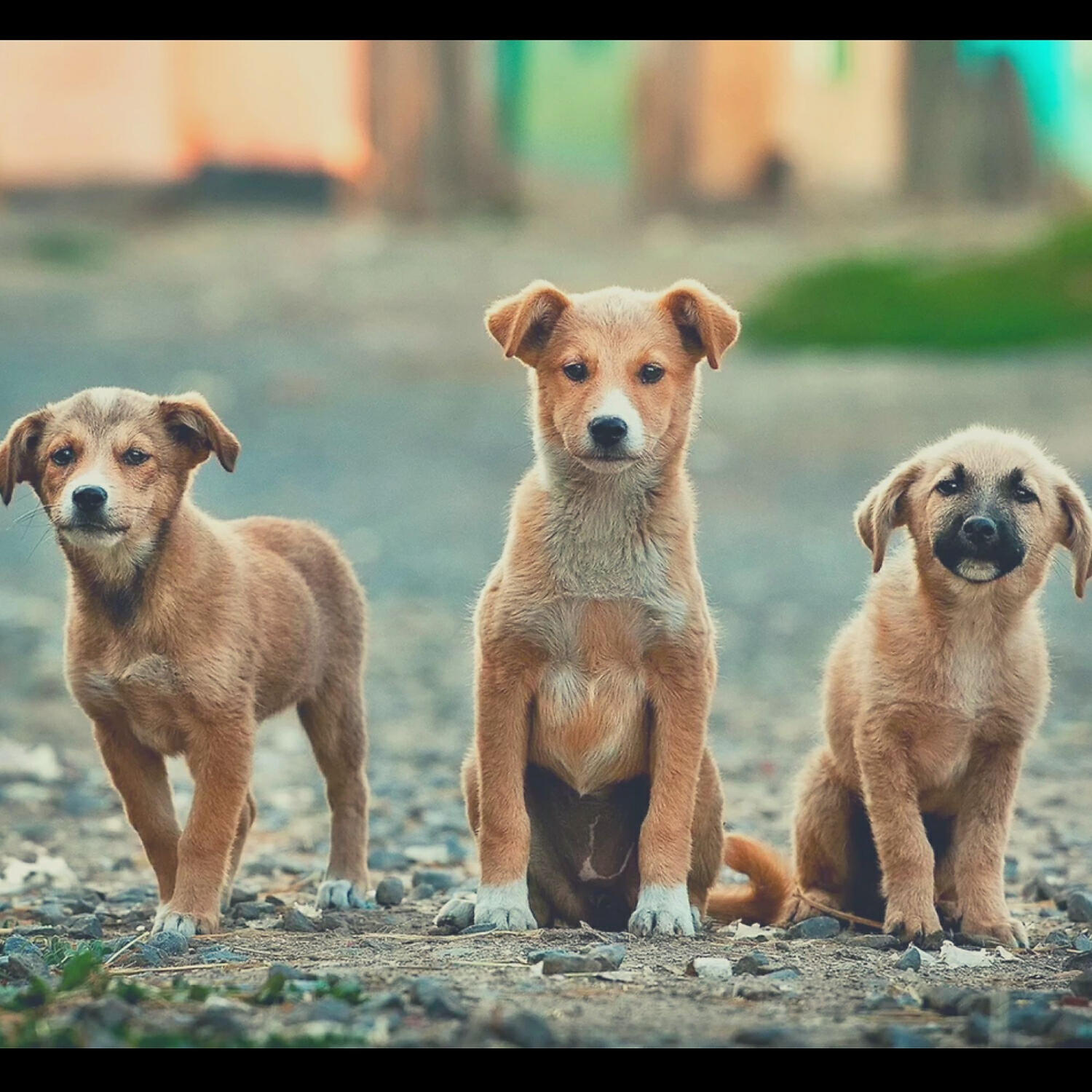 Brilliant Piano Music for Dogs - Playful Ambience for Calming Dogs