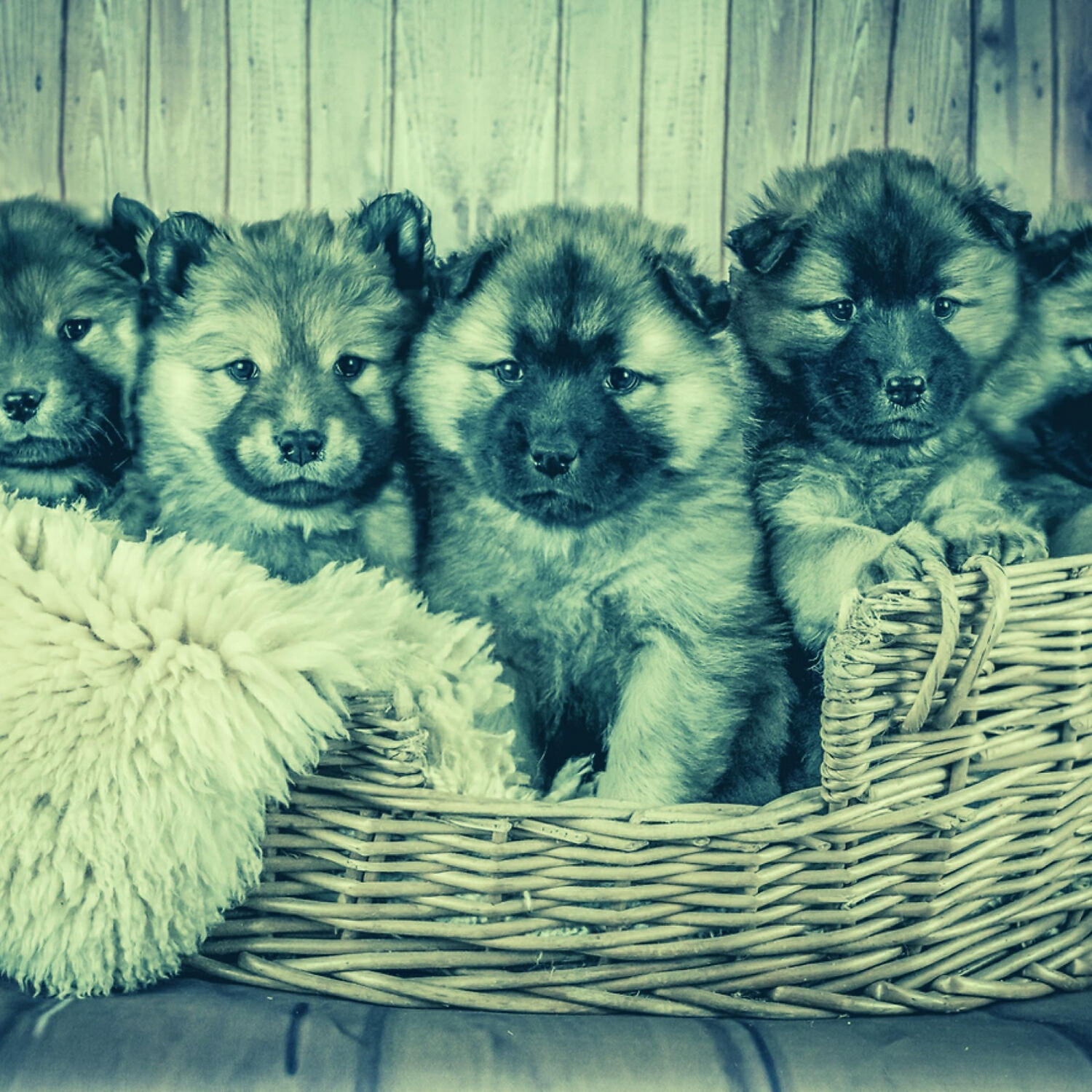 Piano Music for Dogs Radio - Tranquil Dog Separation Anxiety