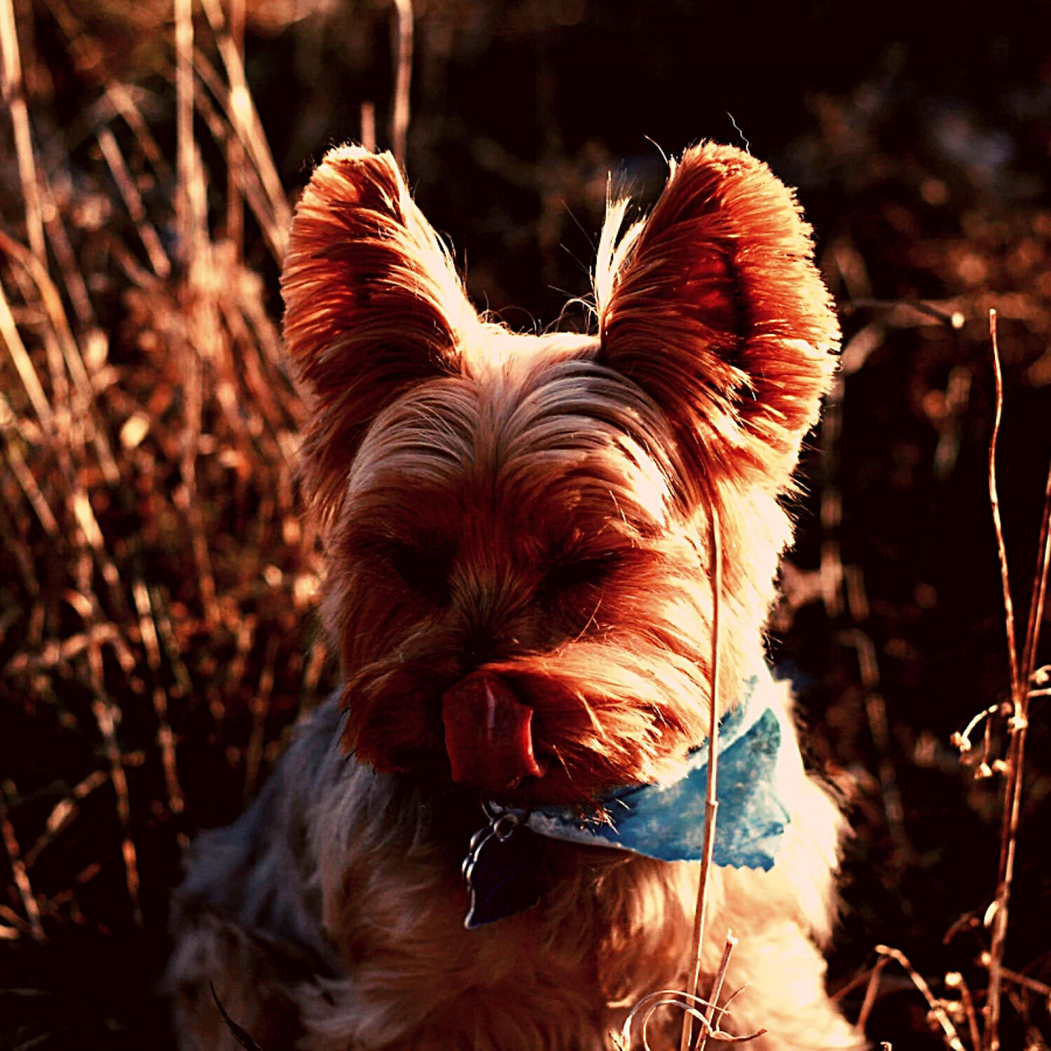 Piano Music for Dogs Vibes - Amazing Solo Piano Jazz - Vibe for Dog Separation Anxiety