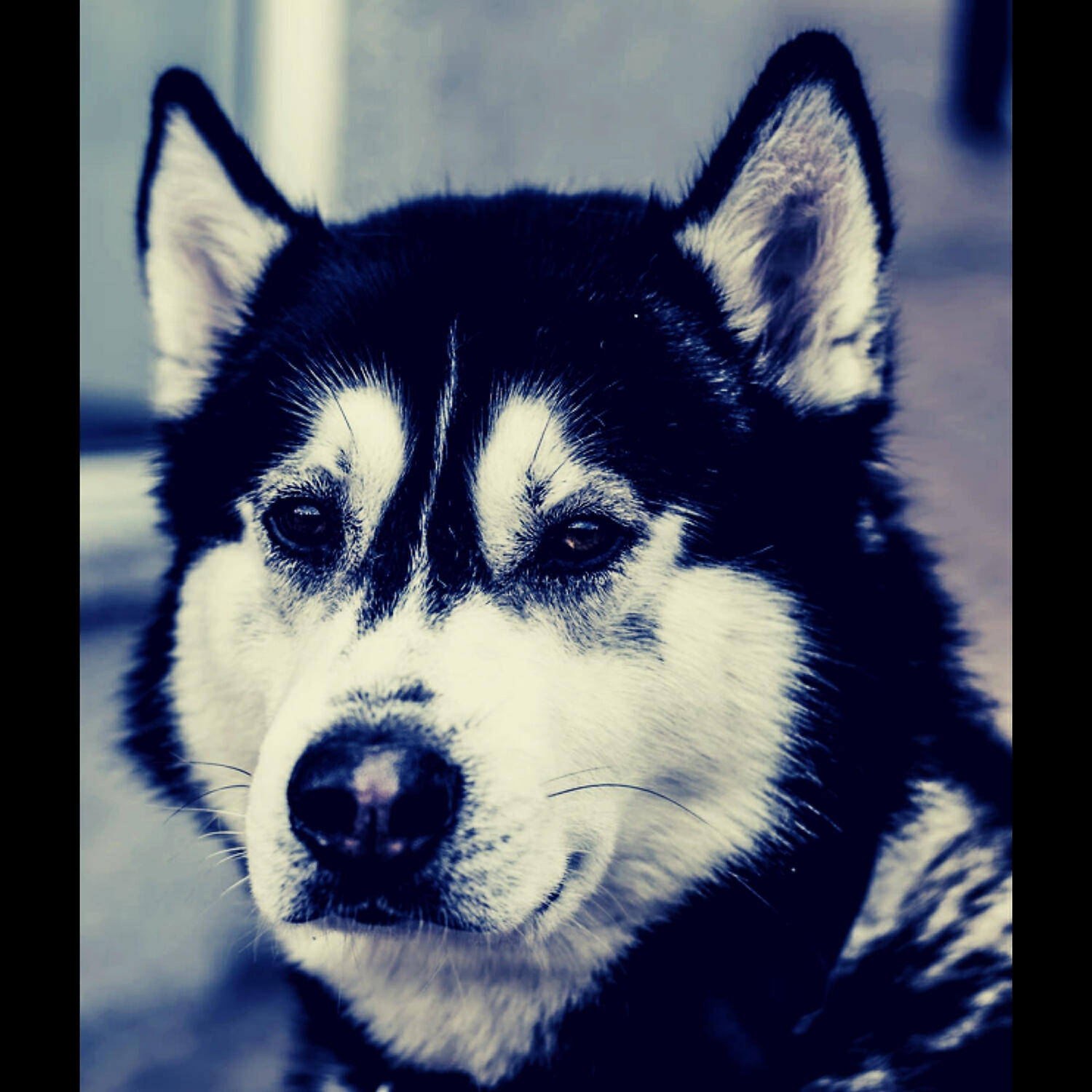 Piano Music for Dogs Radio - Mind-blowing Backdrops for Relaxing Pups
