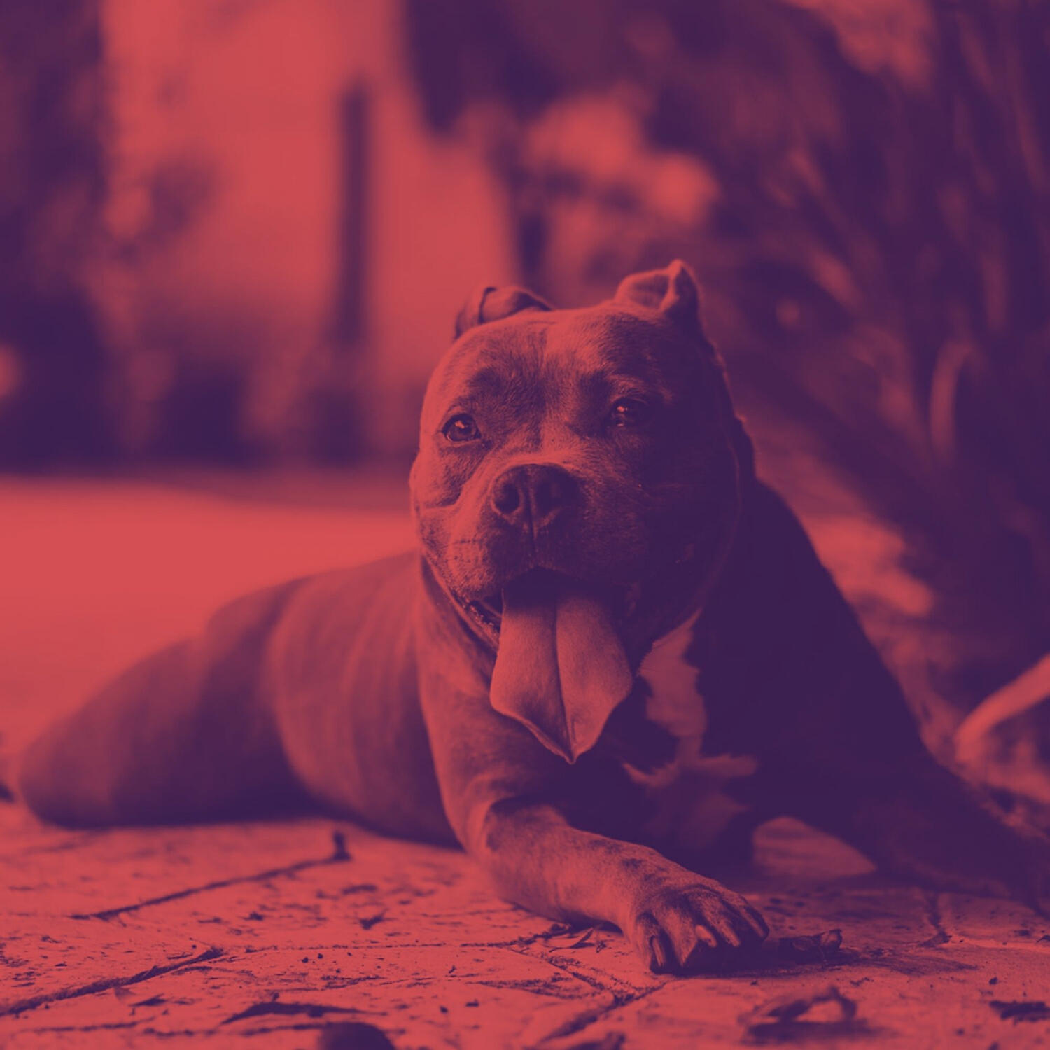 Piano Music for Dogs Sounds - Laid-back Ambience for Calming Dogs