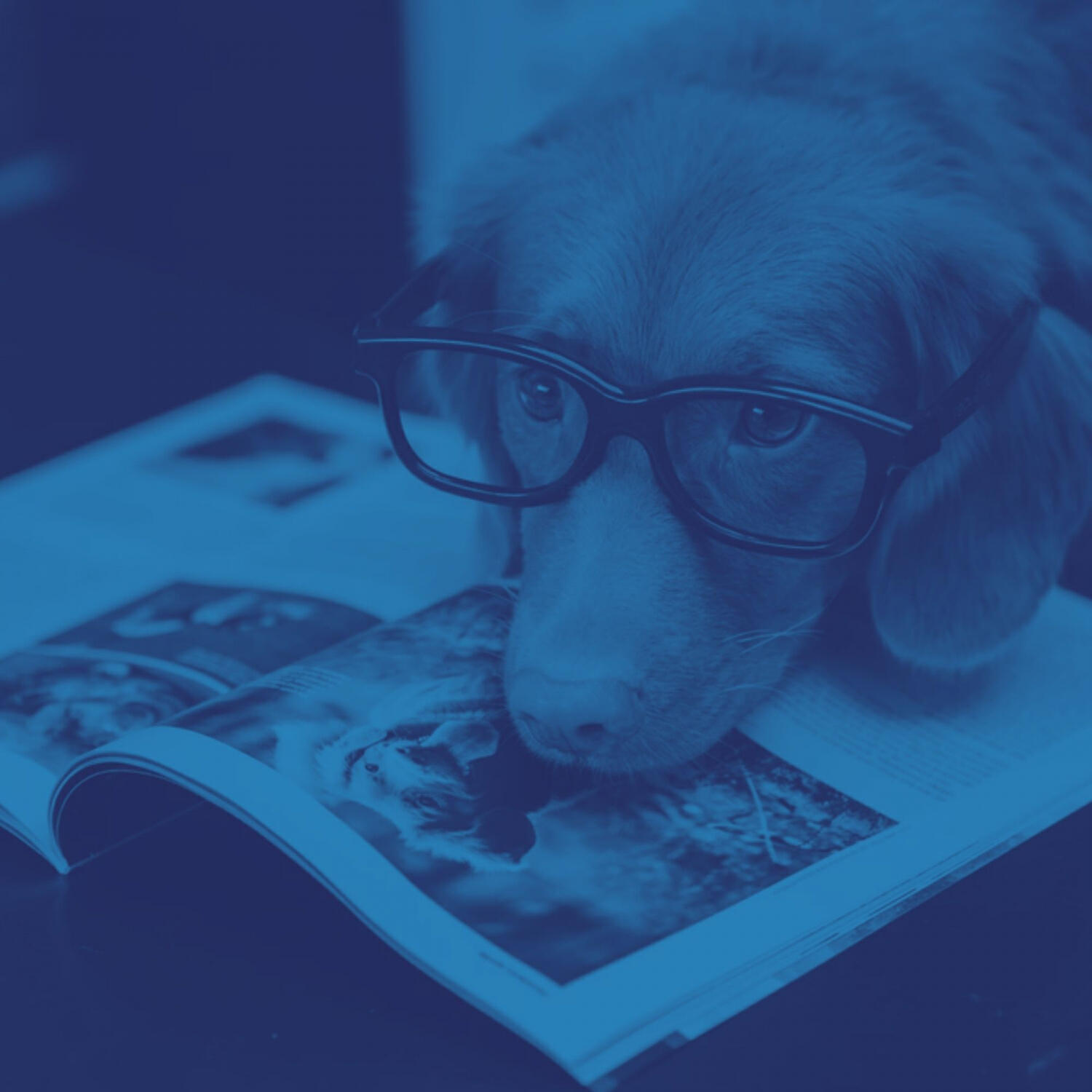 Piano Music for Dogs Prime - High-class Music for Relaxing Pups