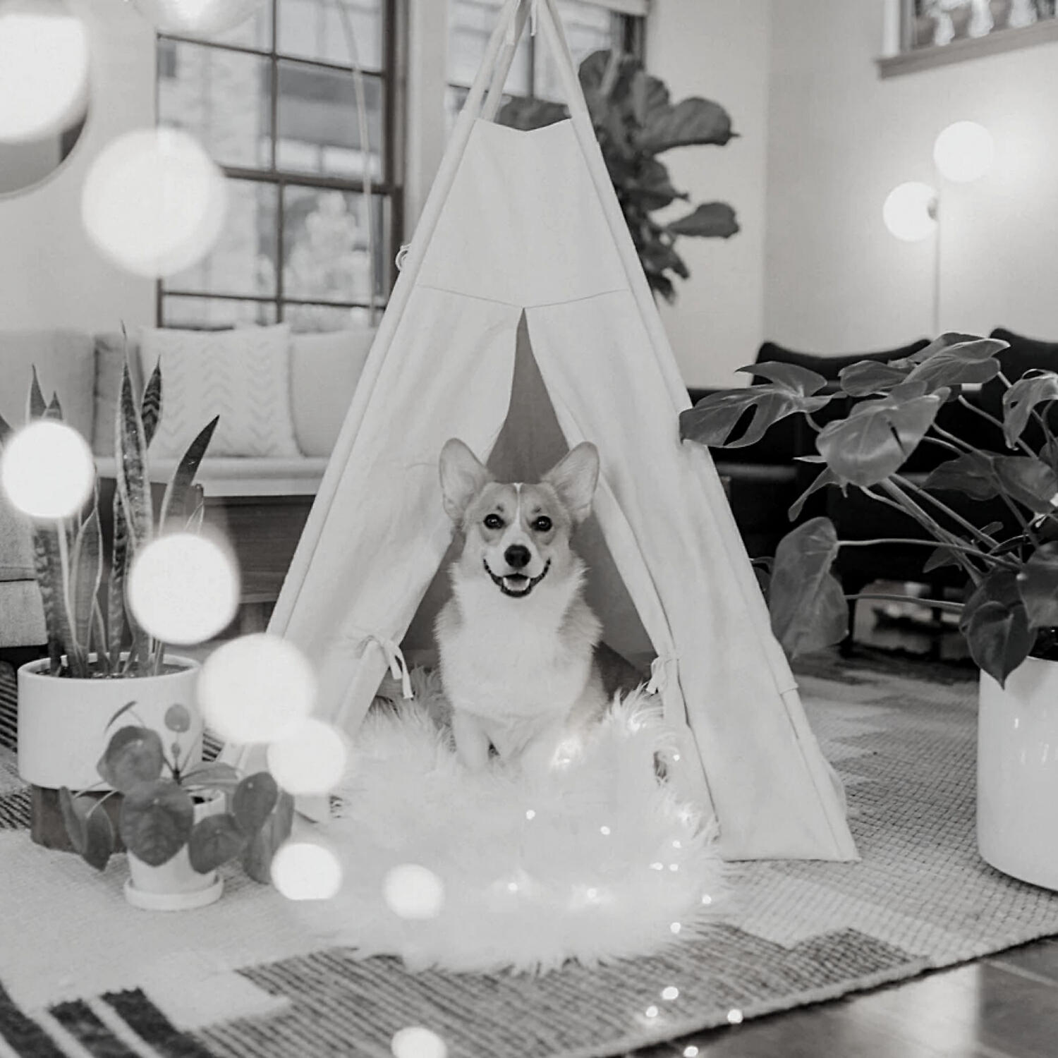 Piano Music for Dogs Moods - Phenomenal Ambience for Relaxing Pups