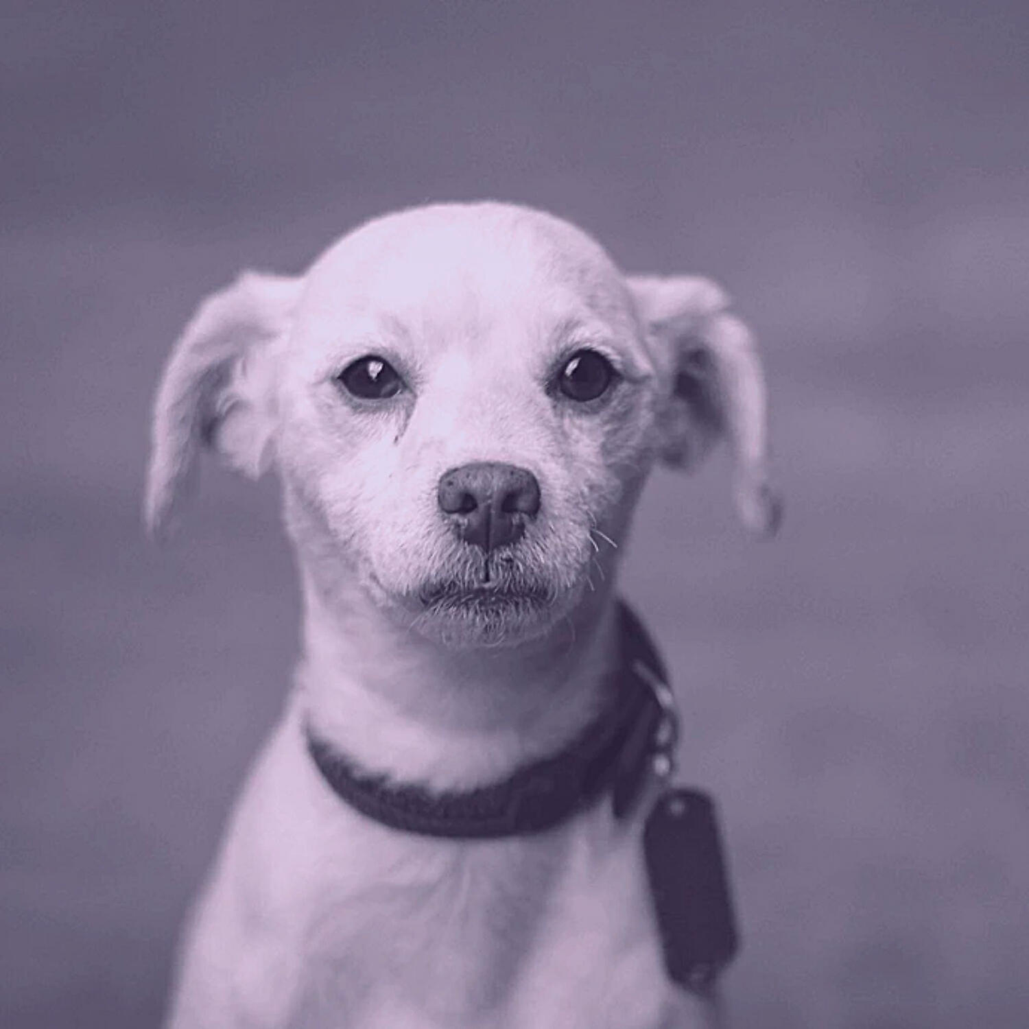 Piano Music for Dogs Playlist - Vibrant Moods for Relaxing Pups