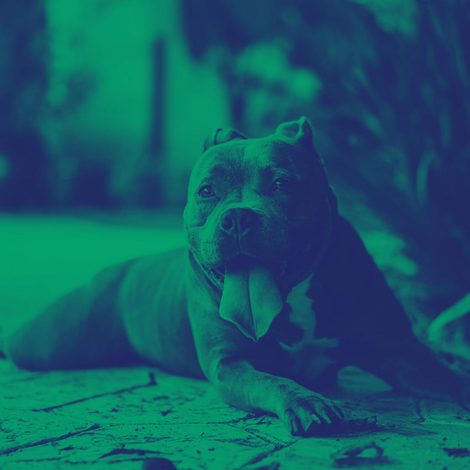 Casual Piano Music for Dogs - Sprightly Music for Sleepy Dogs
