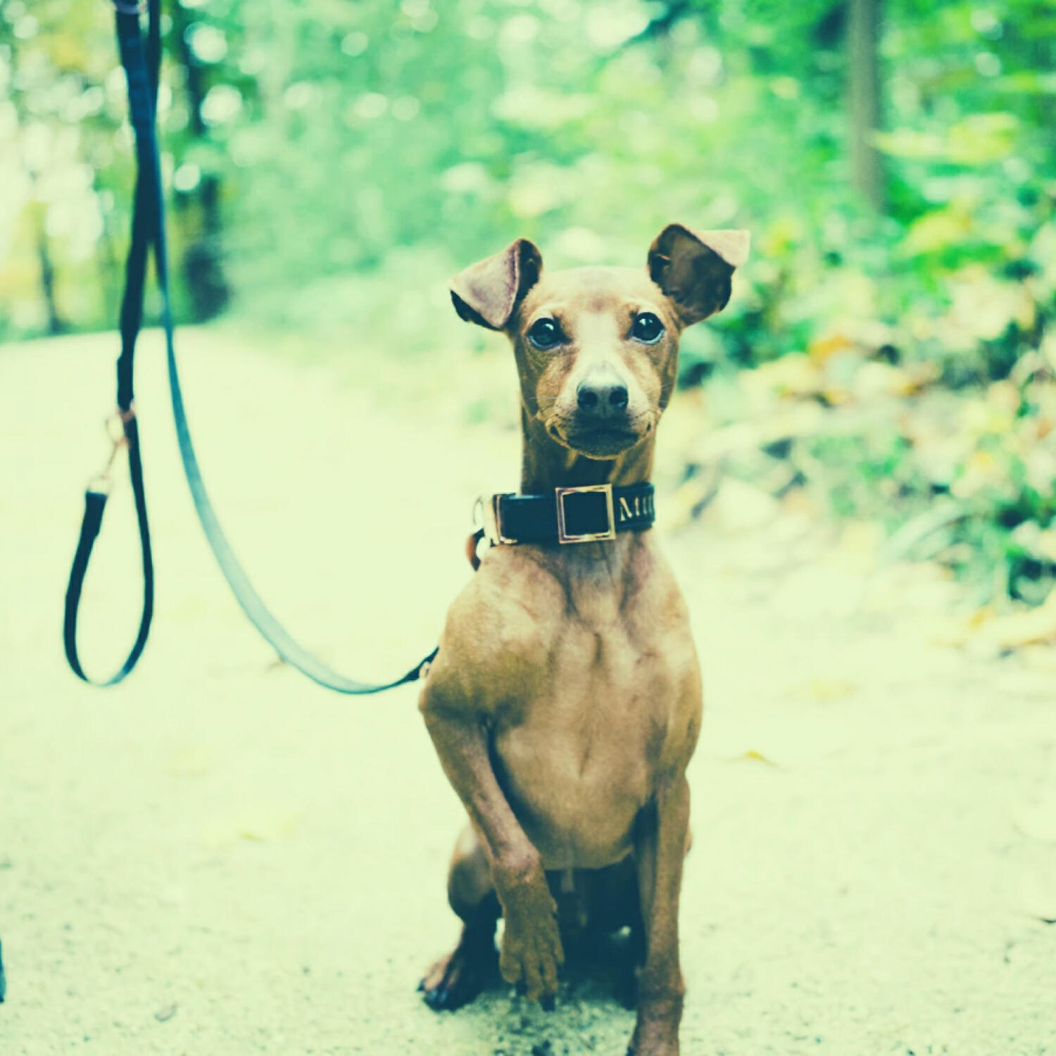 Piano Music for Dogs Classics - Brilliant Calming Dogs