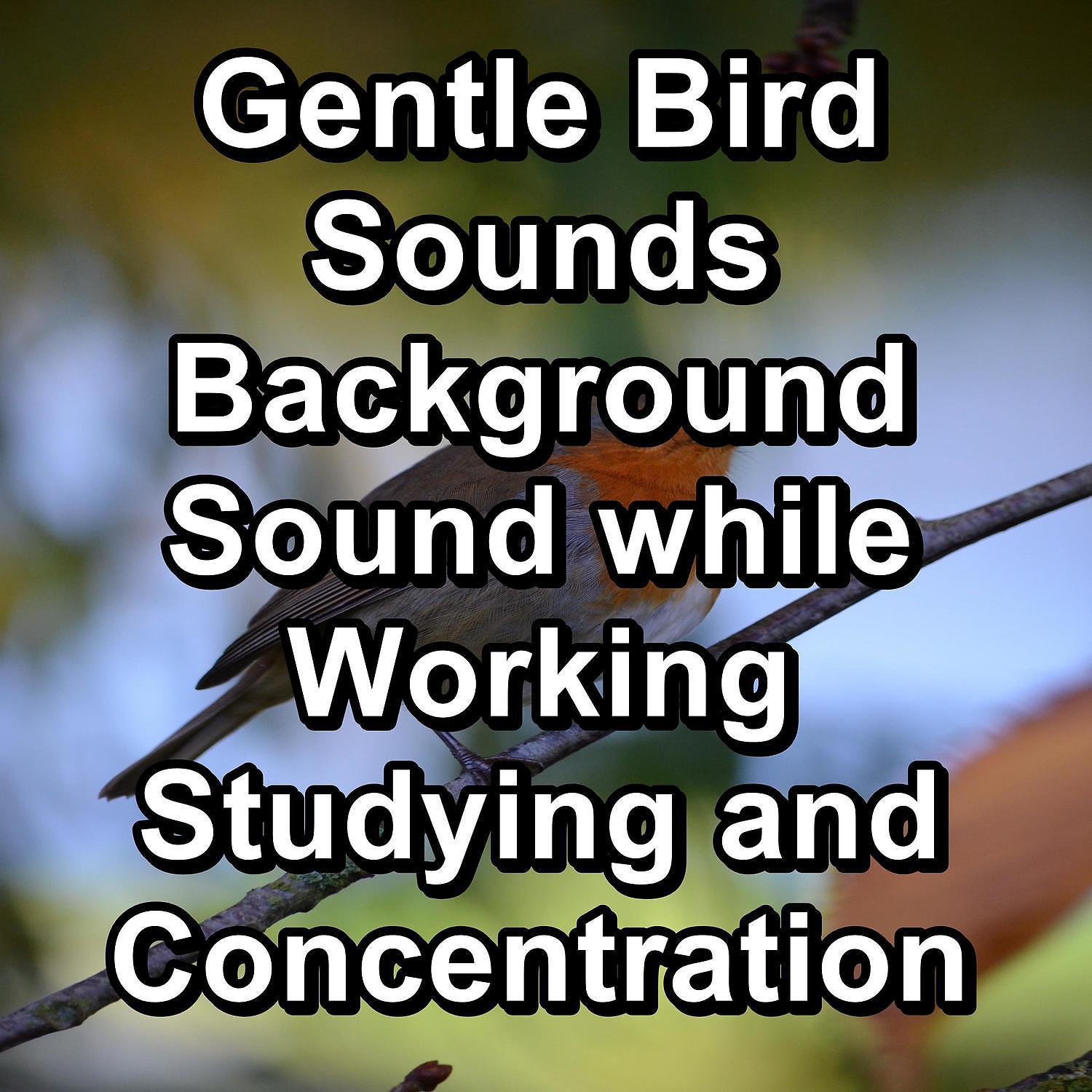 Постер альбома Gentle Bird Sounds Background Sound while Working Studying and Concentration