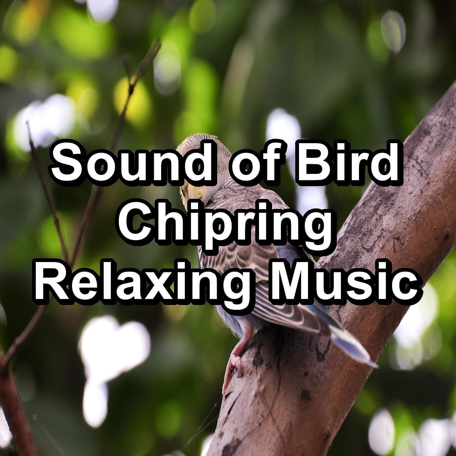 Постер альбома Sound of Bird Chipring Relaxing Music