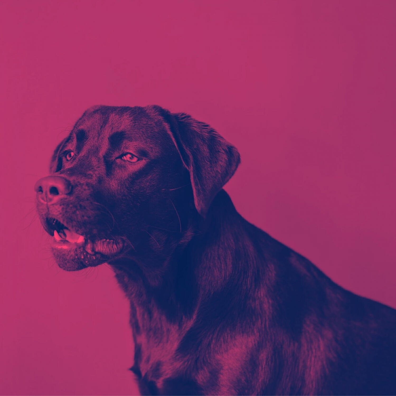 Dog Calming Music Rhythms - Beautiful (Dog Anxiety)