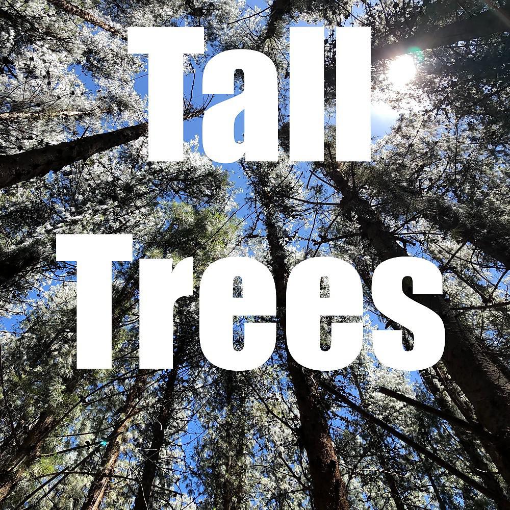Постер альбома Tall Trees