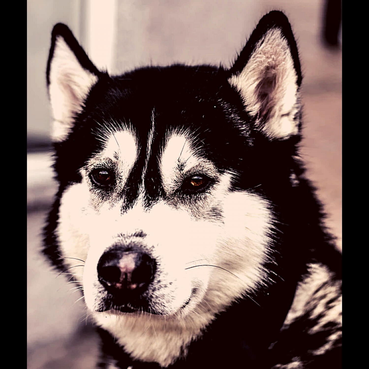 Dog Calming Music Deluxe - Easy (Calming Your Dog)