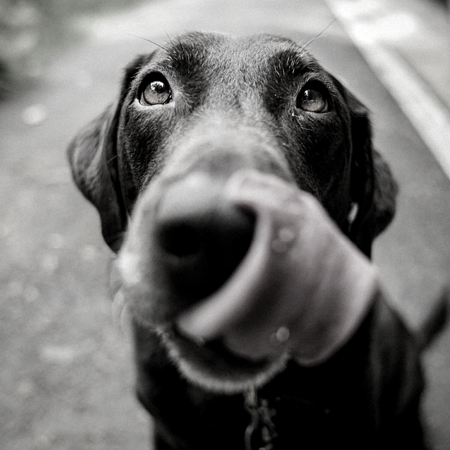Dog Calming Music Collections - Cuddly (Dog Anxiety)