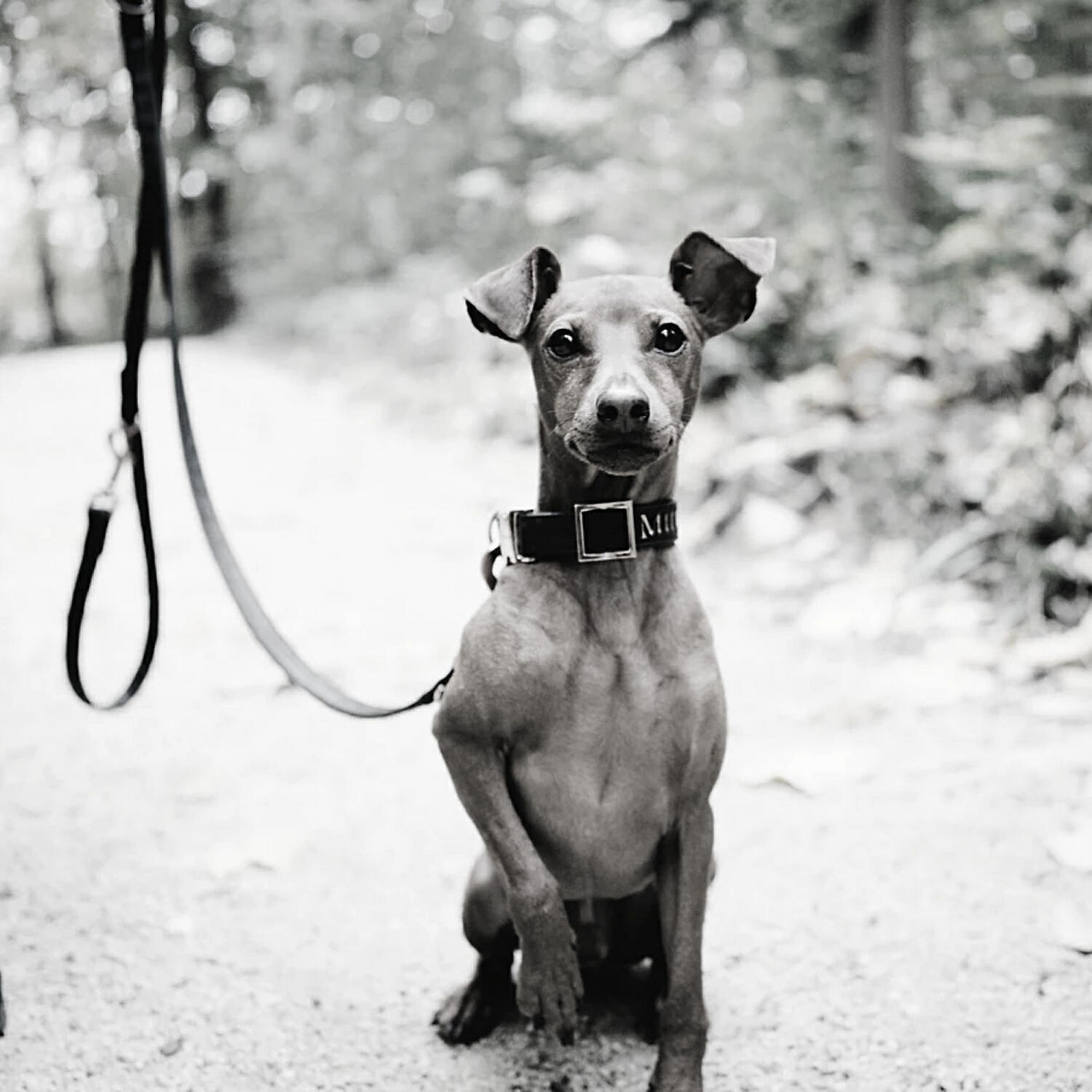 Dog Calming Music Playlist - Music (Echos)