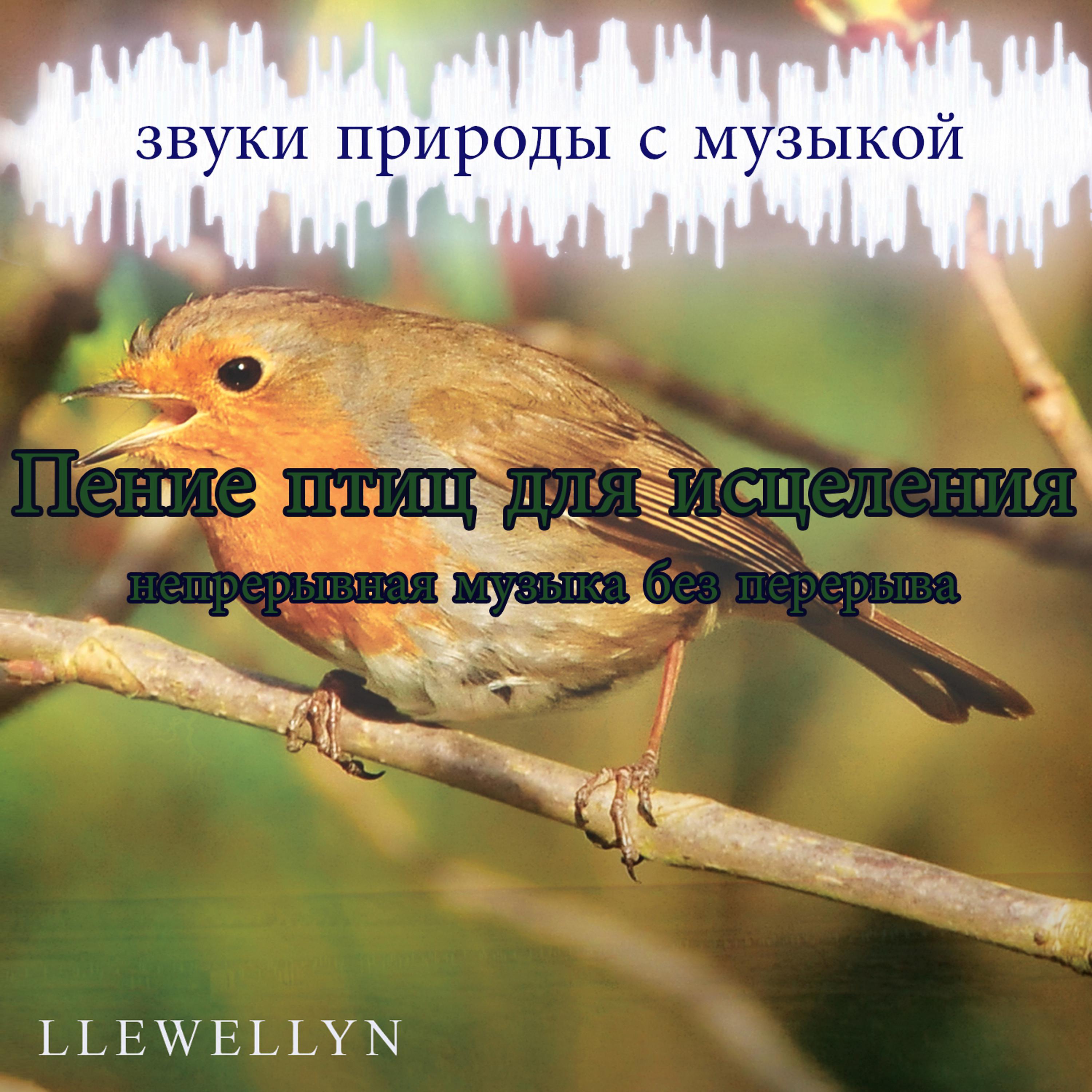 Постер альбома Пение птиц для исцеления: непрерывная музыка без перерыва: звуки природы с музыкой