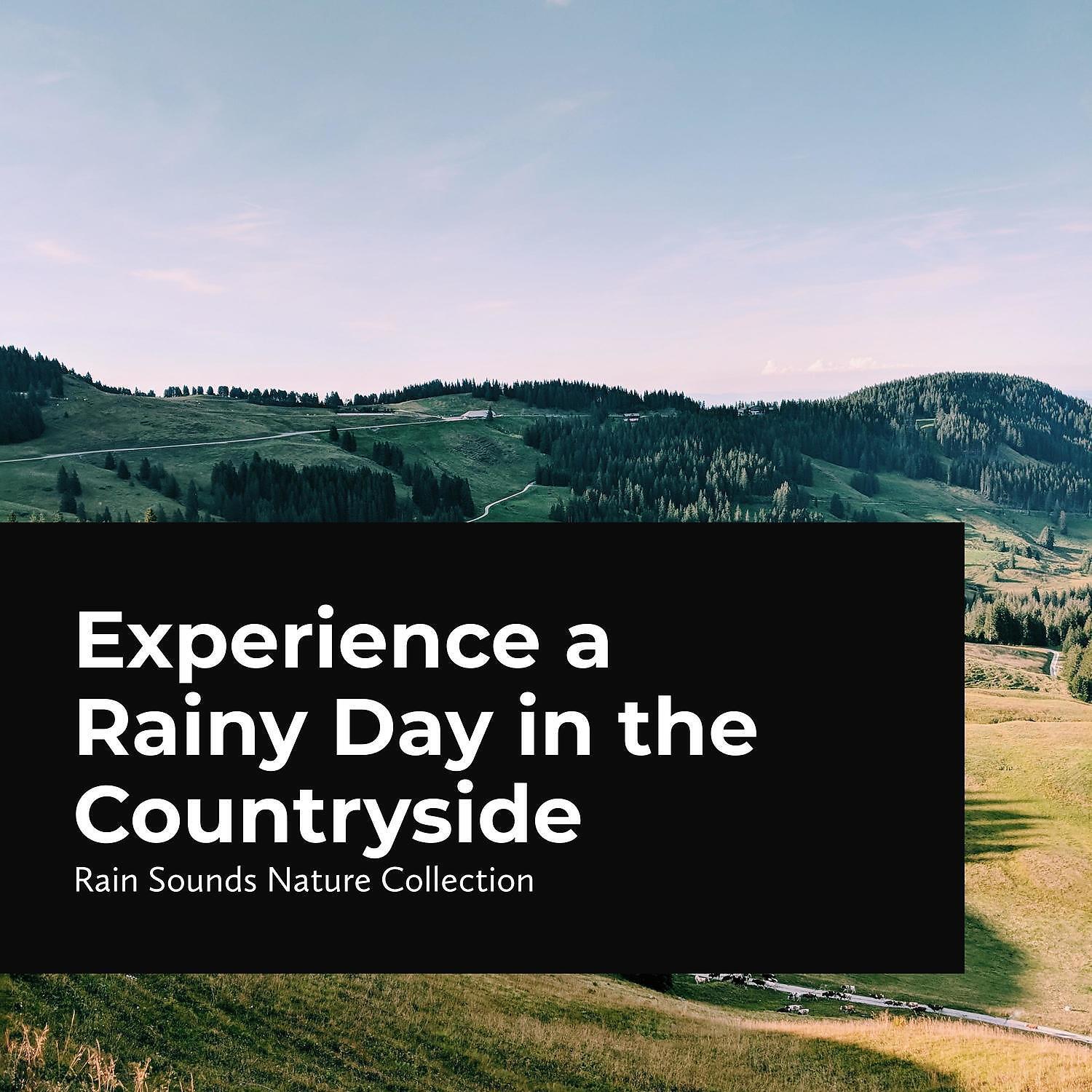 Rain Sounds Nature Collection - Melody of Rain and Birds