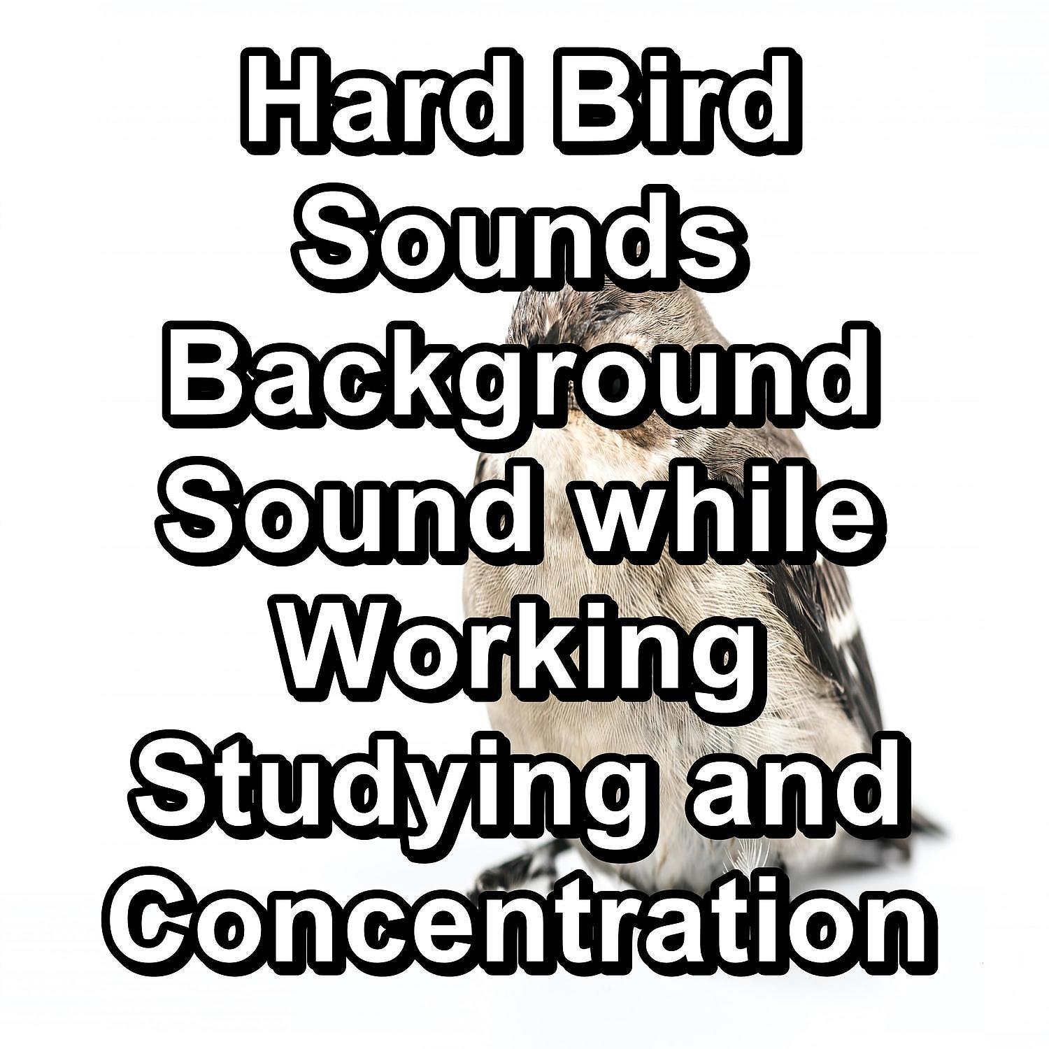 Постер альбома Hard Bird Sounds Background Sound while Working Studying and Concentration