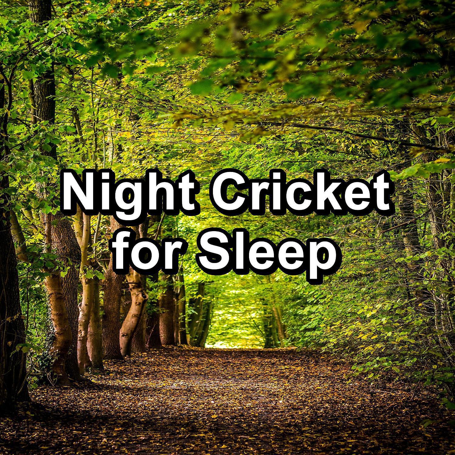 Постер альбома Night Cricket for Sleep