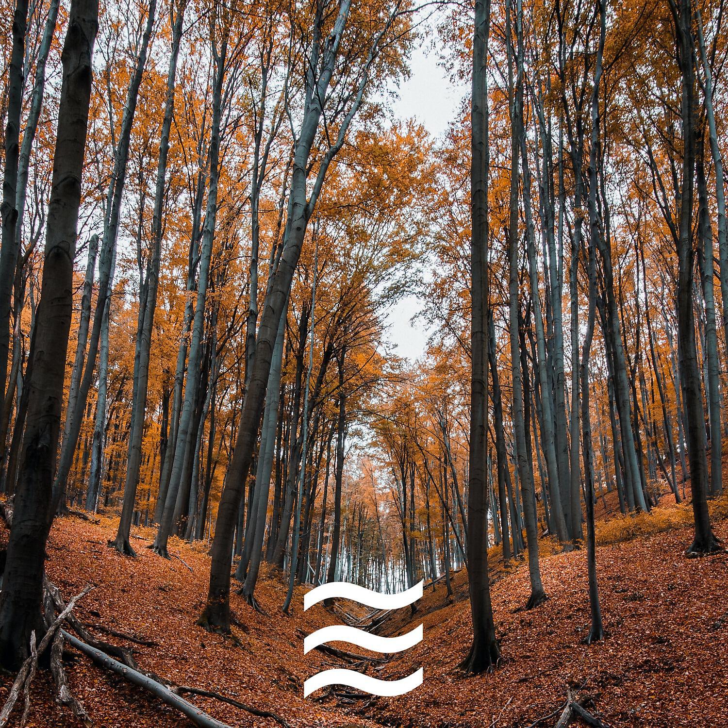 Sleepful Soughs and Forest - Noisy Tones of Forest with Noises for Kids