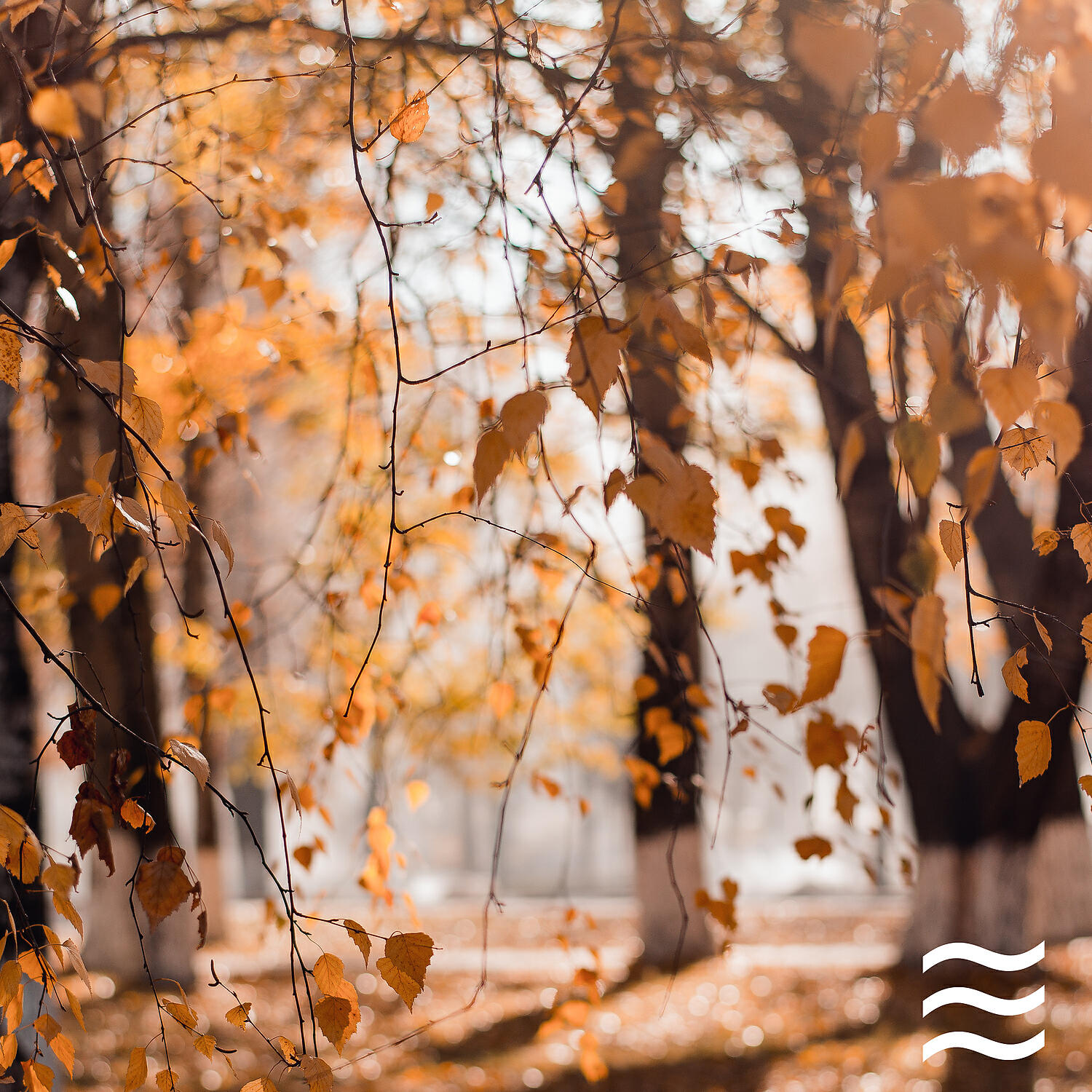 Womby Forest and White Soughs - Sounds for Sleep Forest Soughs for Babies Sleep