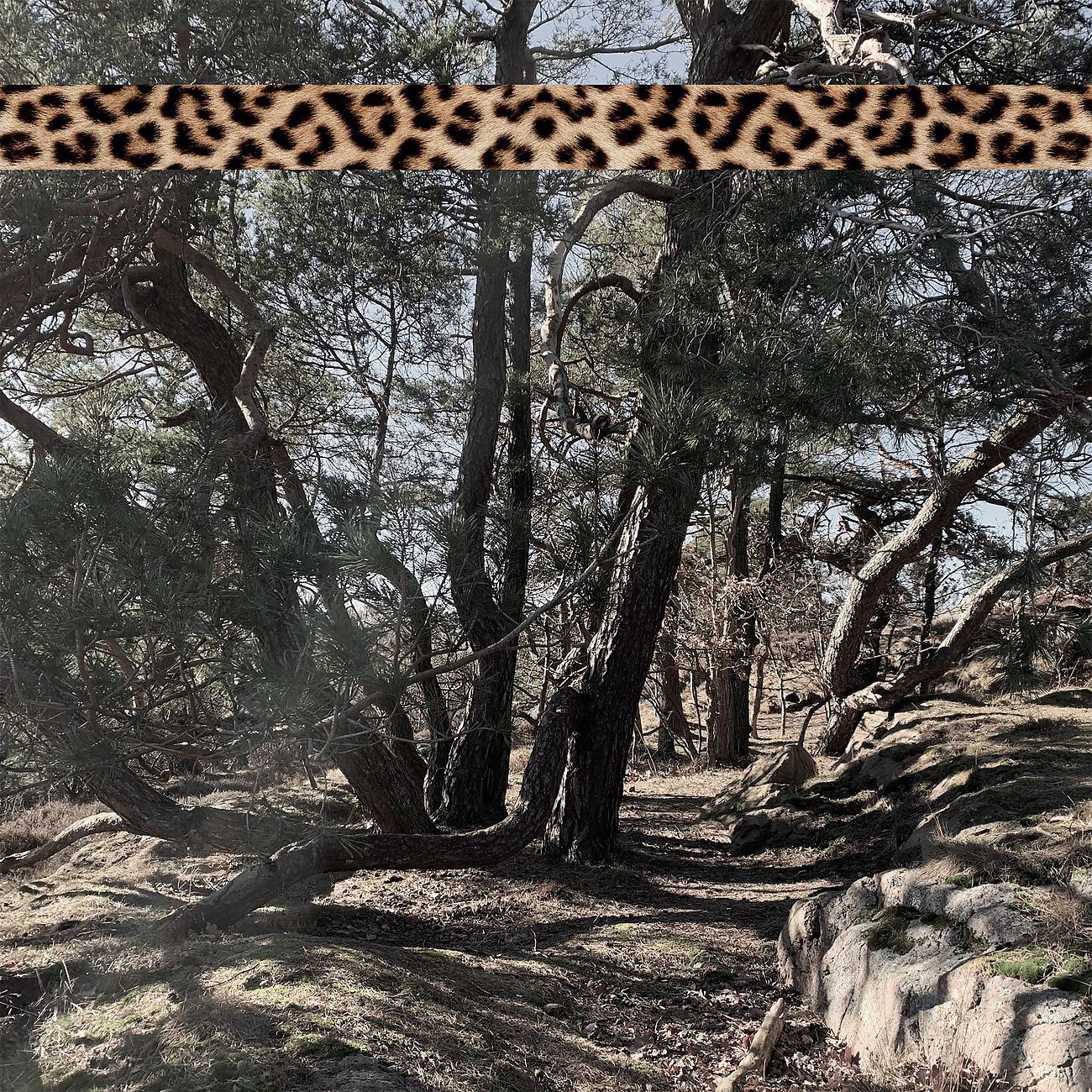 Постер альбома Leopard Tape 005