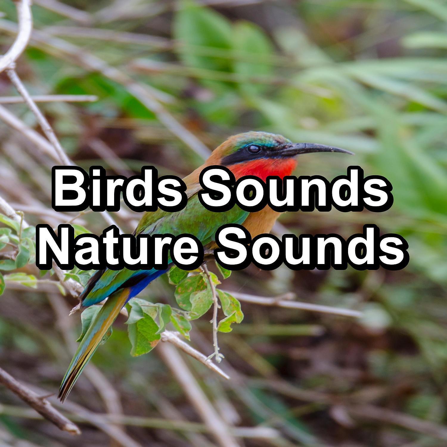 Постер альбома Birds Sounds Nature Sounds