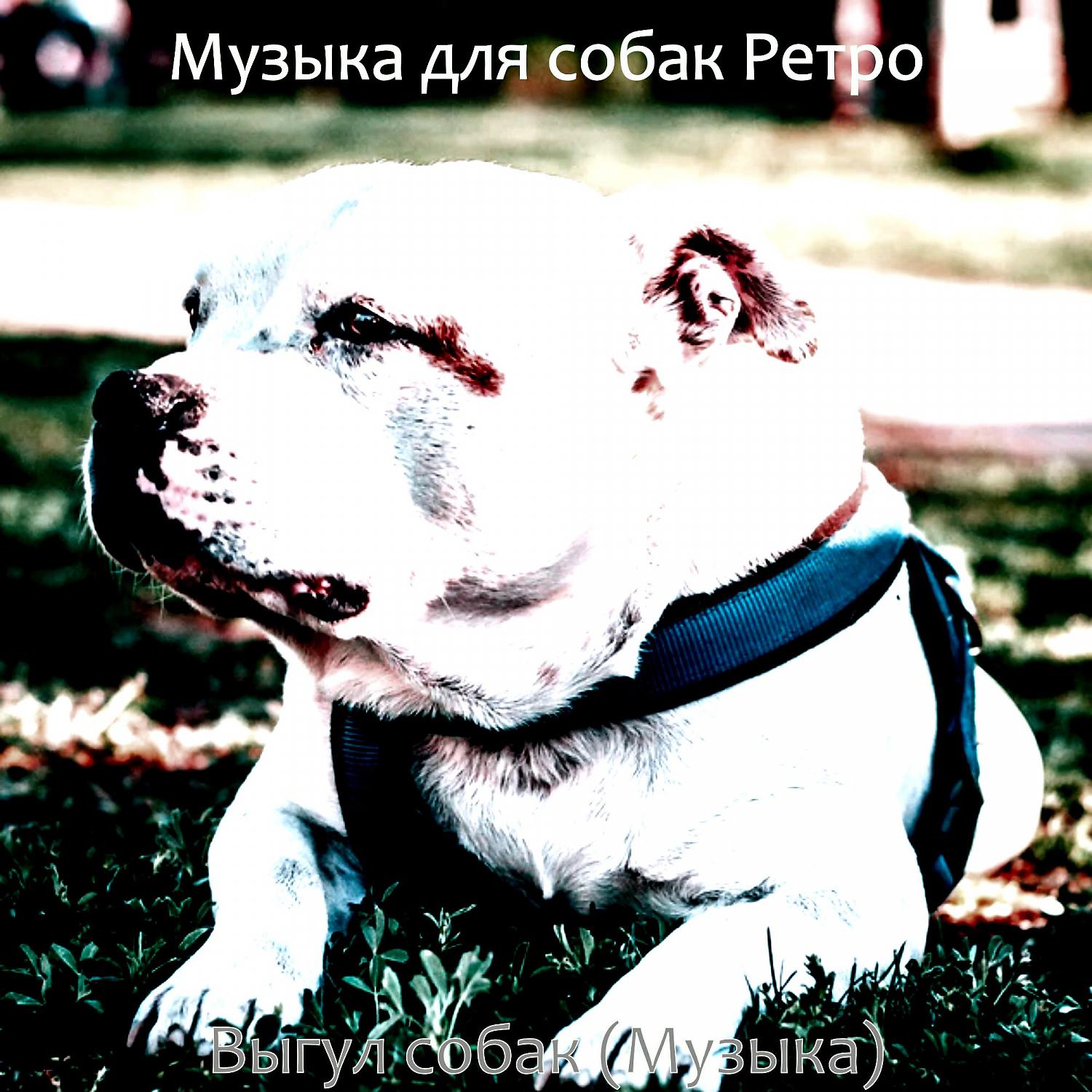 Постер альбома Выгул собак (Музыка)