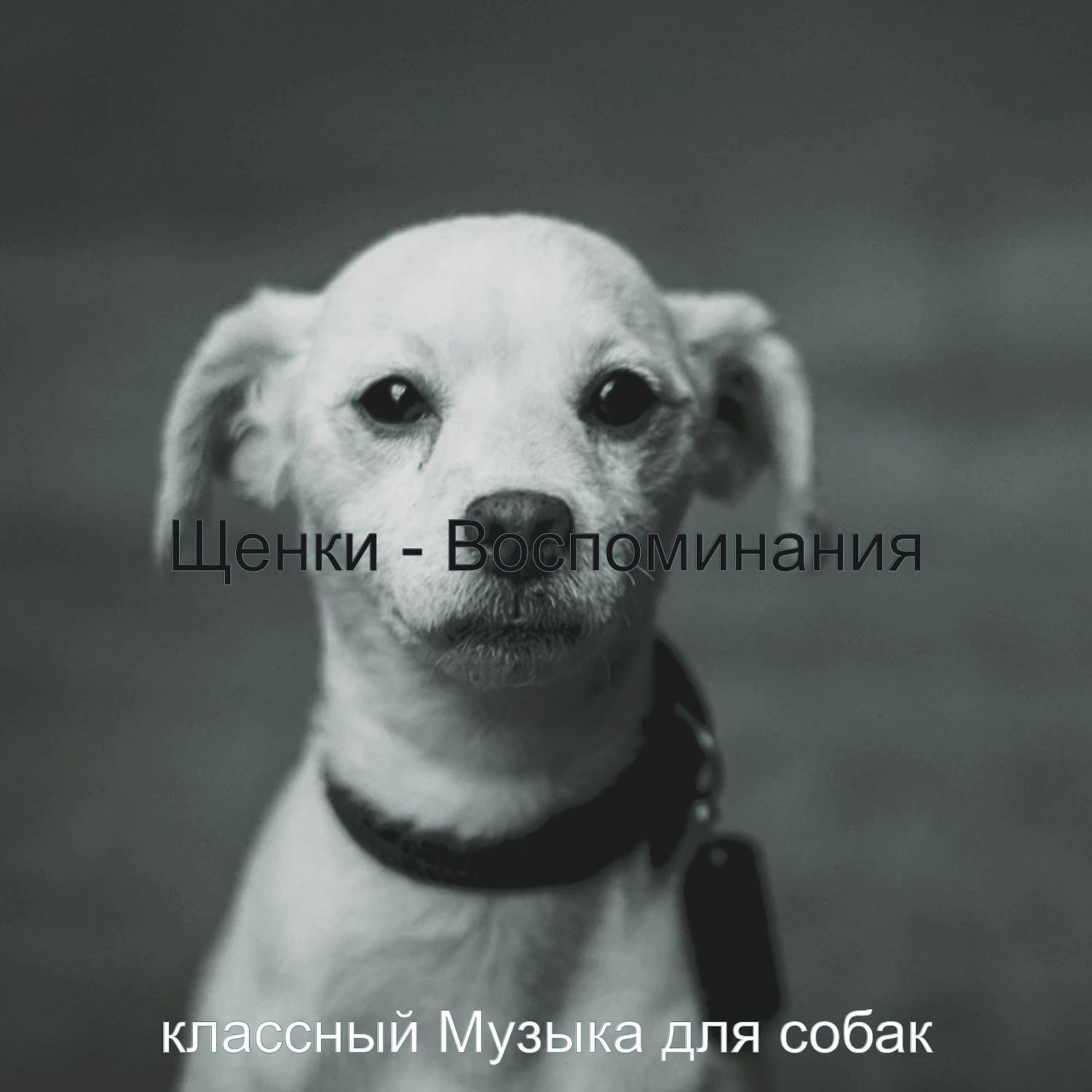 Постер альбома Щенки - Воспоминания