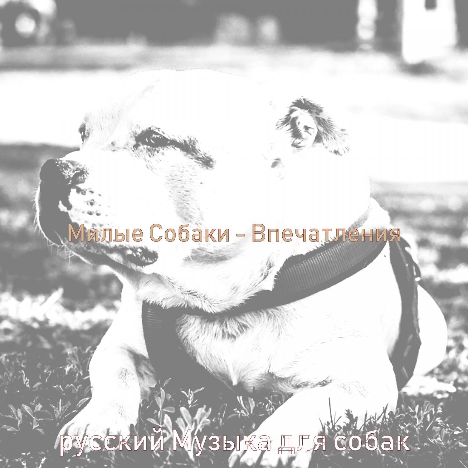 Постер альбома Милые Собаки - Впечатления