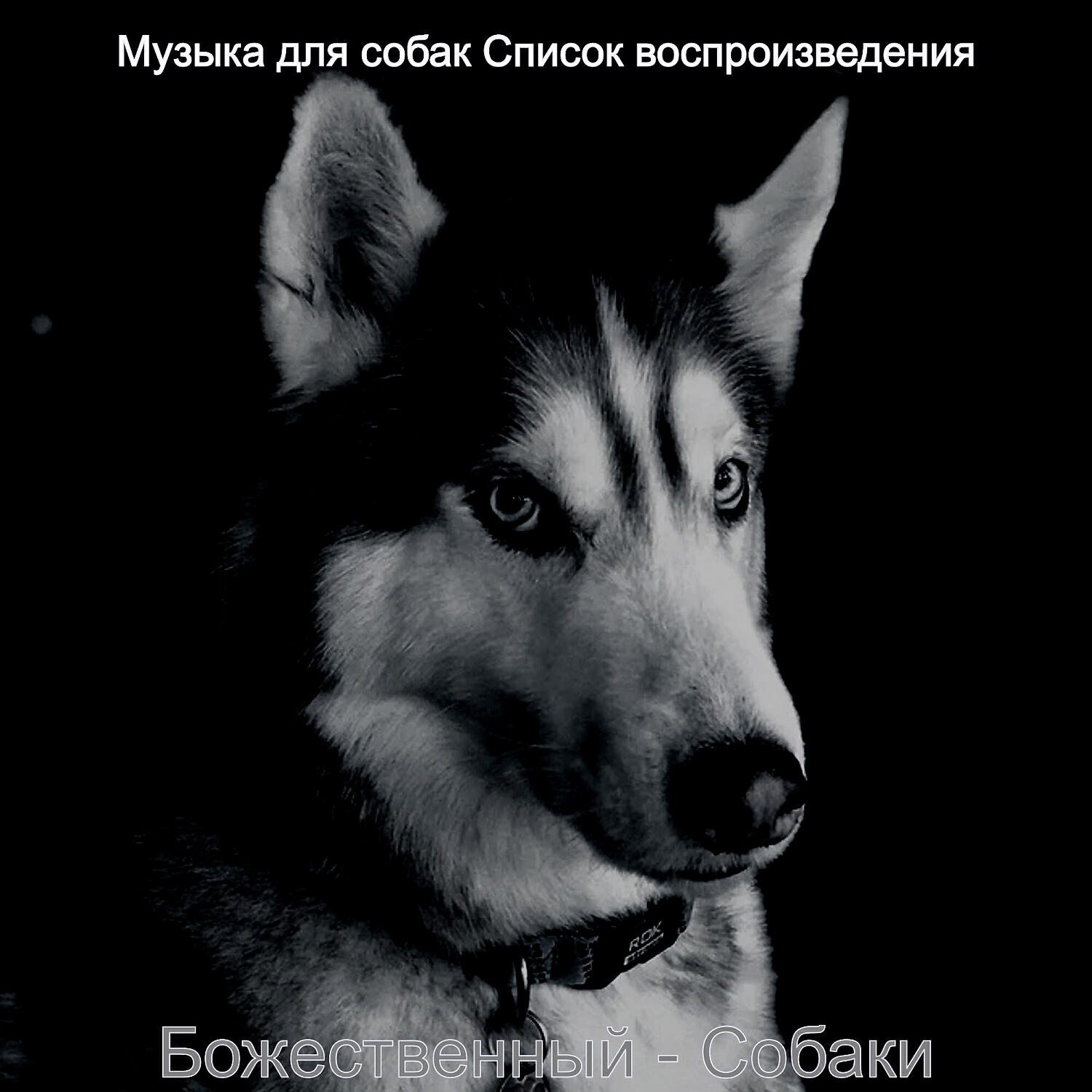 Альбом Божественный - Собаки исполнителя Музыка для собак Список воспроизведения