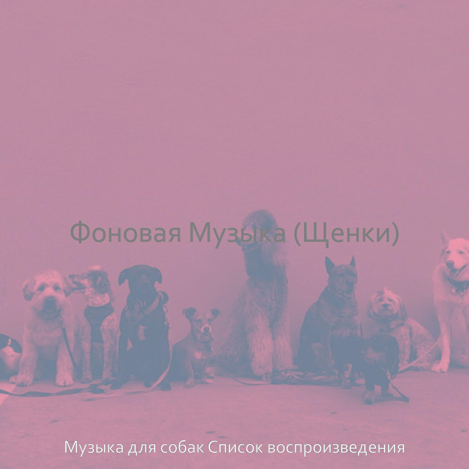 Альбом Фоновая Музыка (Щенки) исполнителя Музыка для собак Список воспроизведения