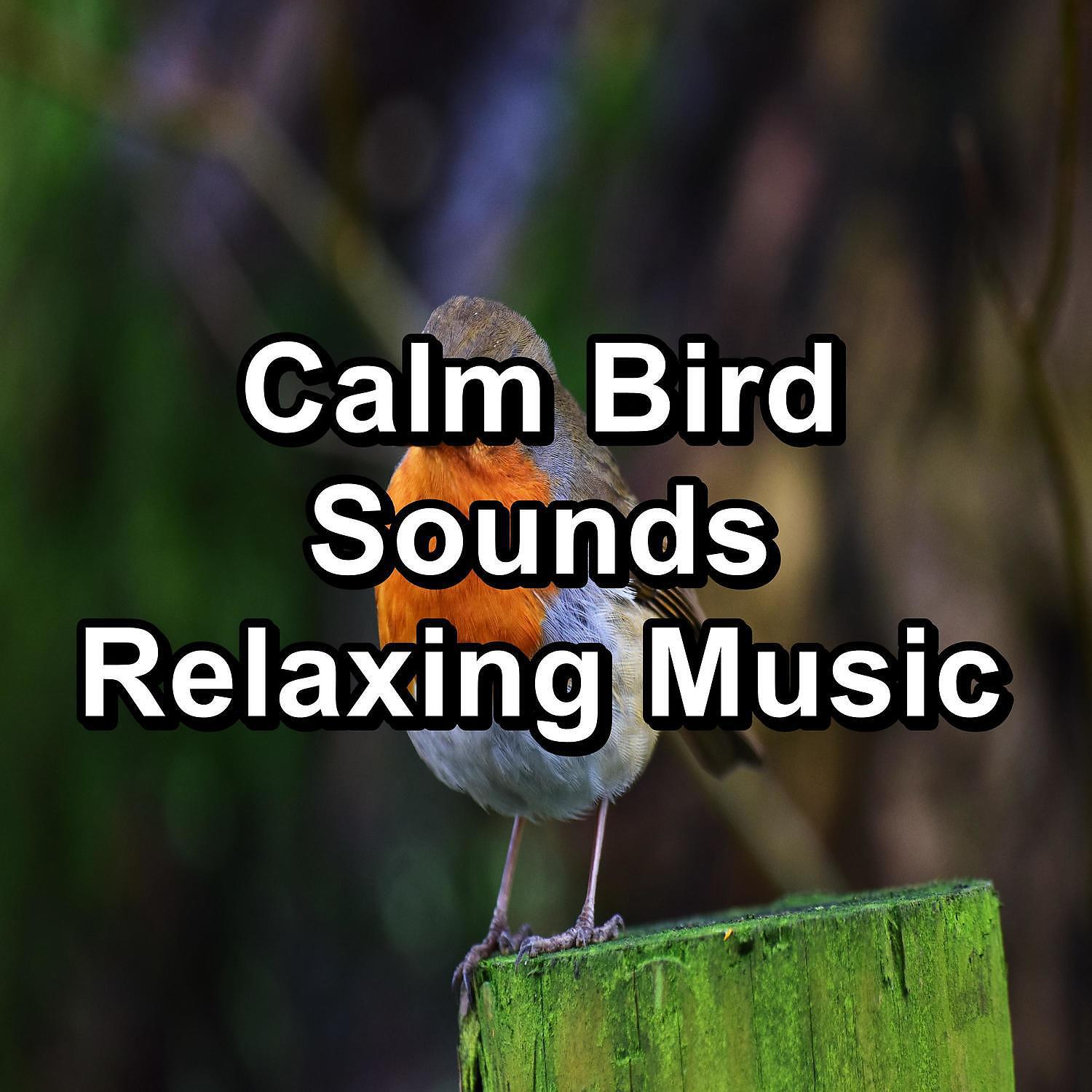 Calm Singing Brids Zone - Calm Birds Music