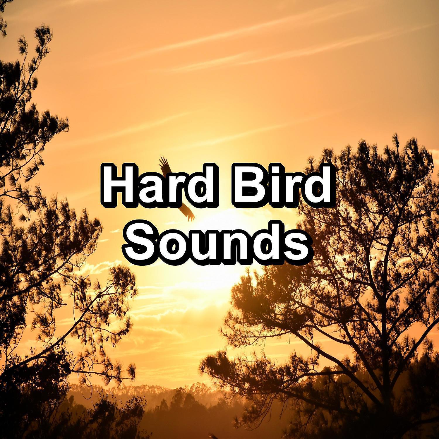 Постер альбома Hard Bird Sounds